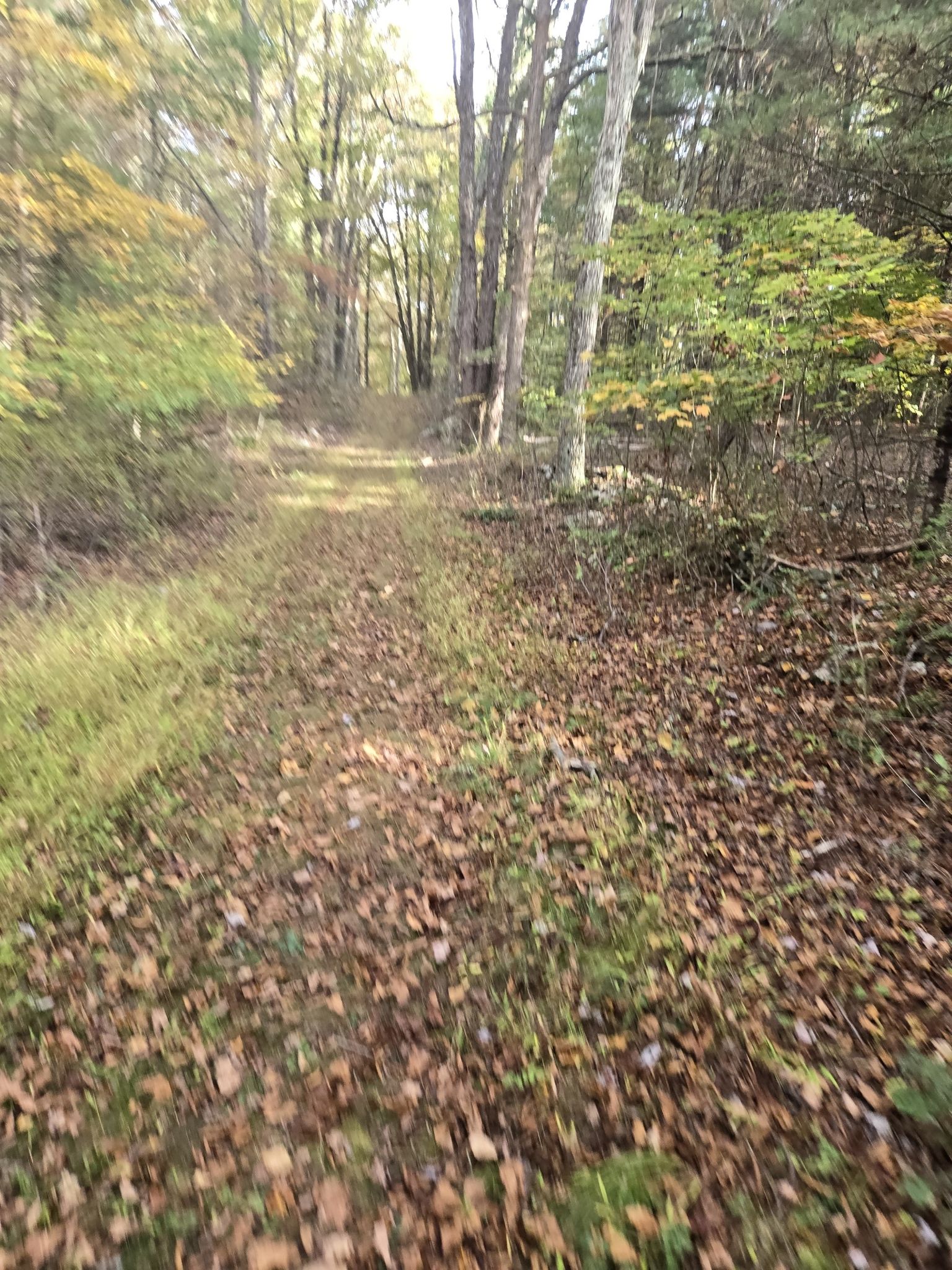 A blurry, leaf-covered path winding through a sunlit forest with autumn foliage. - Conashaugh View Loop Trail