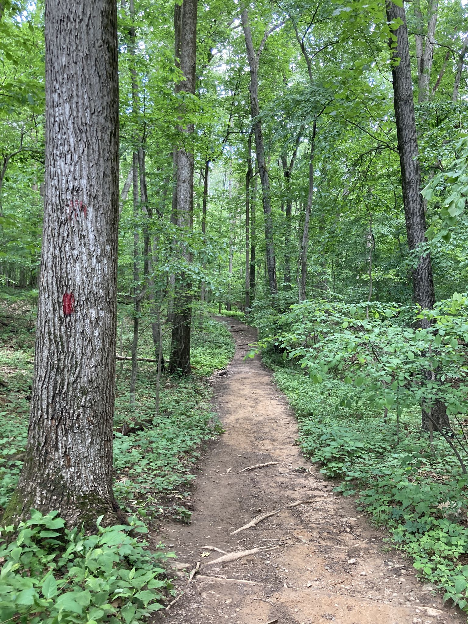 A winding dirt path through a sunlit, dense green forest. - Loggers and Lake Trail Loop