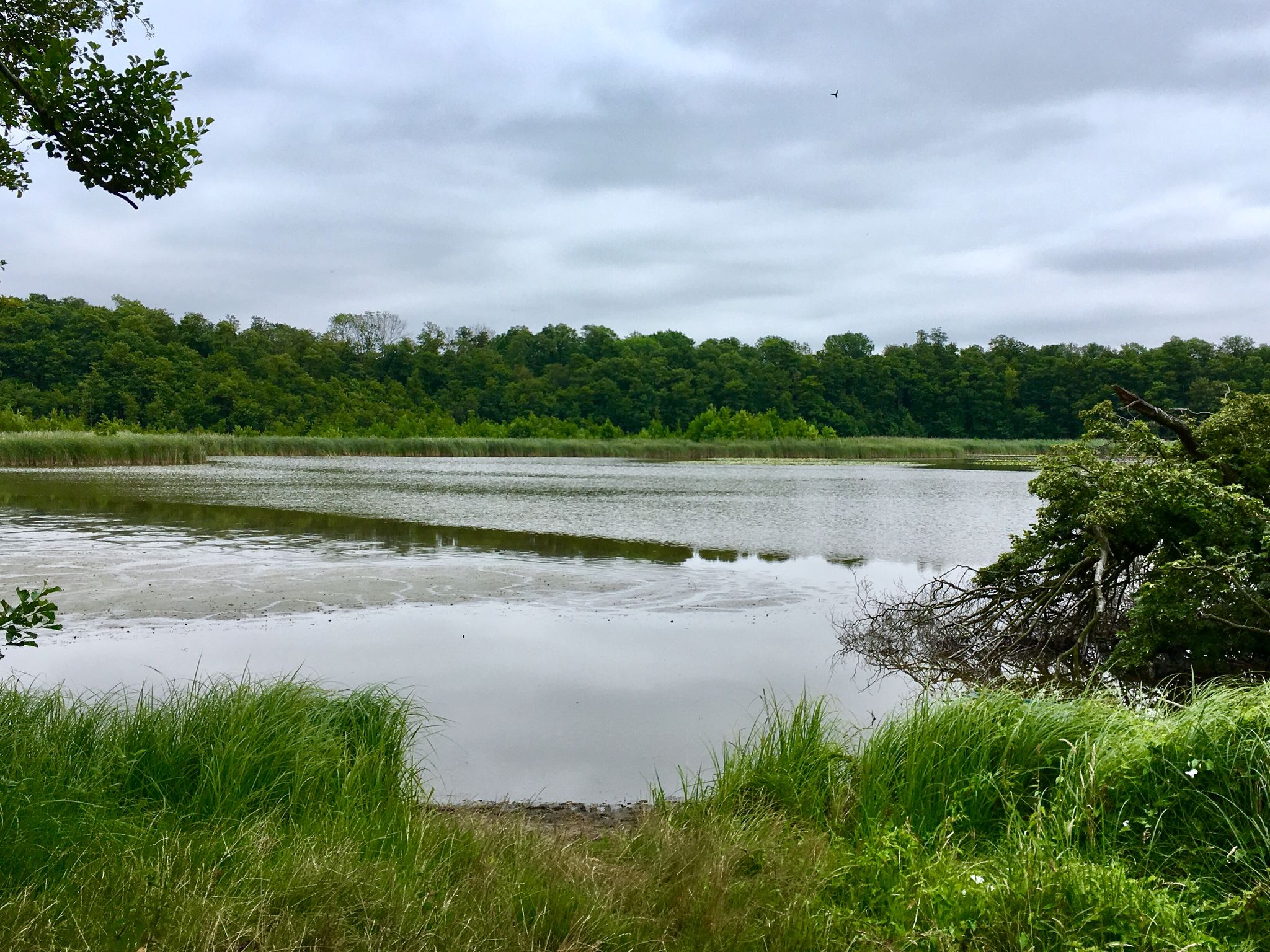 Görner See
