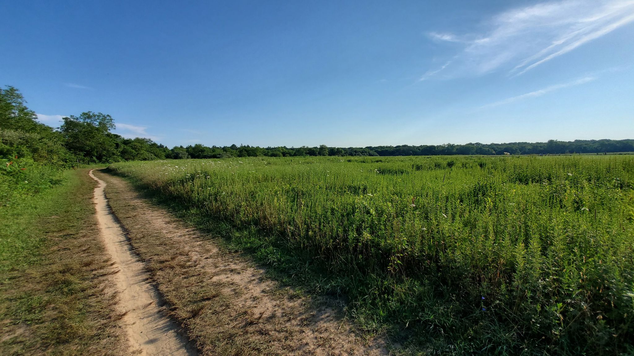 A dirt path curves through a sunny green field under a blue sky. - Old Sierra Club Loop