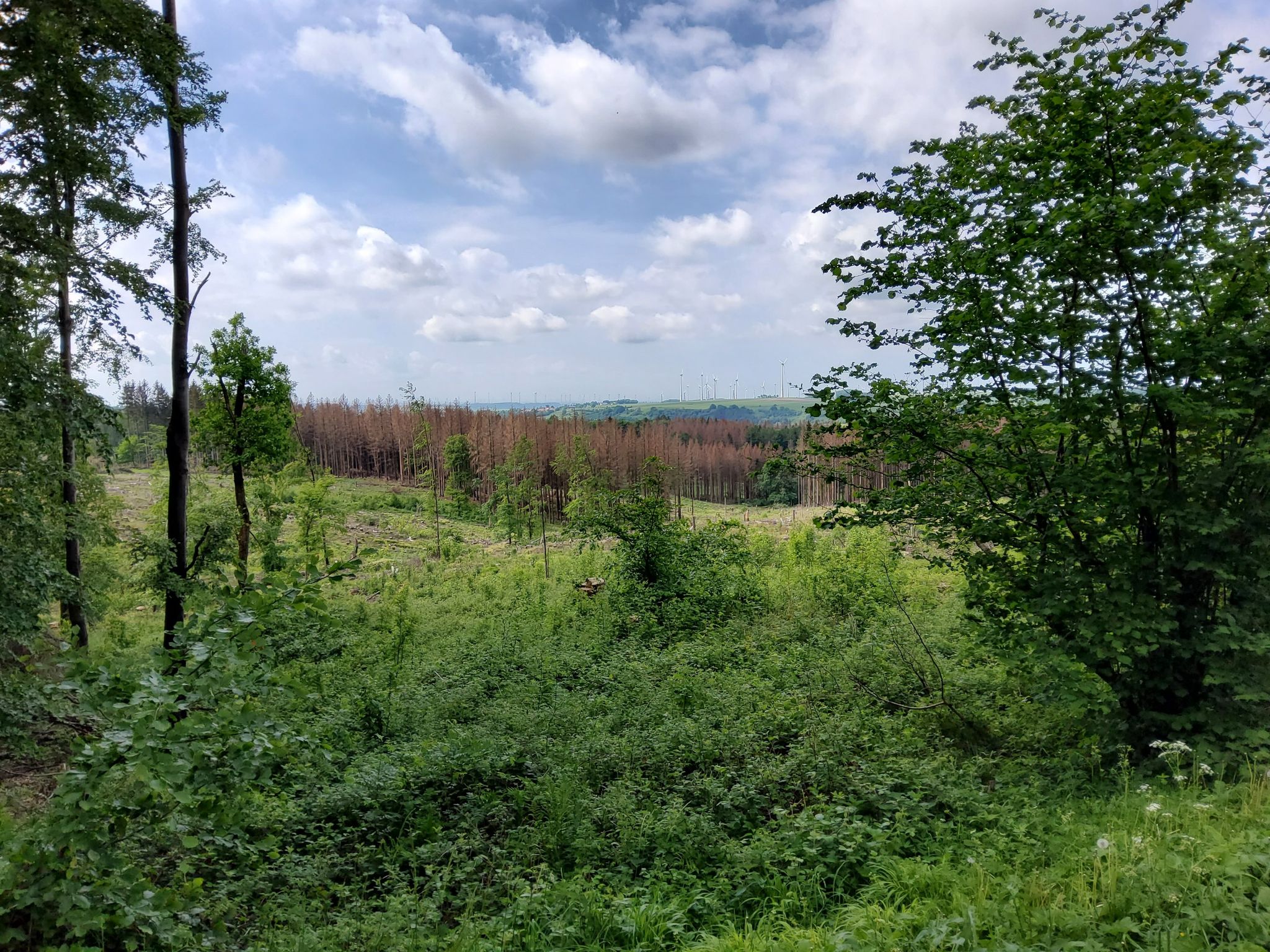 Blick über die zerstörte Egge bei Altenbeken