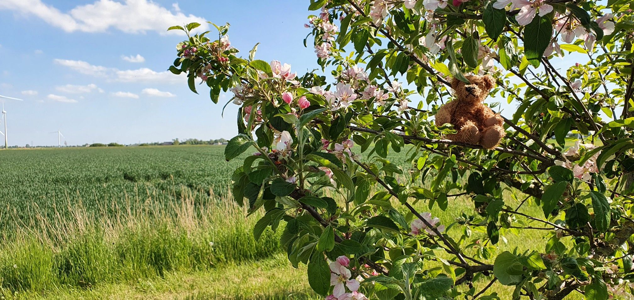 Obstbaum am Wegesrand 