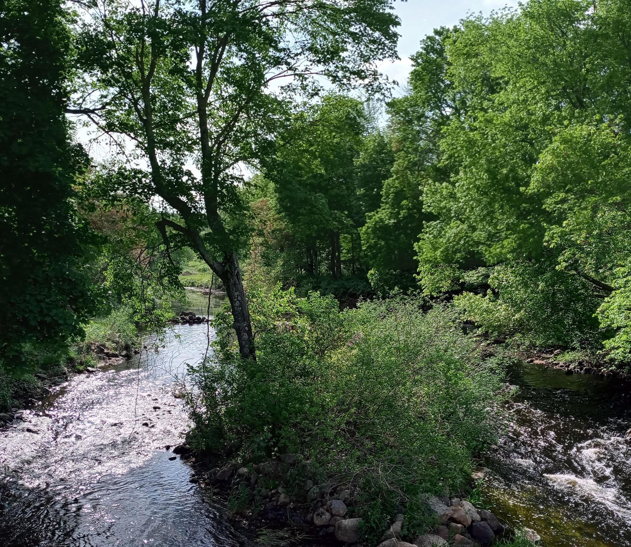 A sunlit river flows through a dense green forest on a bright day. - Lake Street – South Natick Dam and Park loop from Norfolk