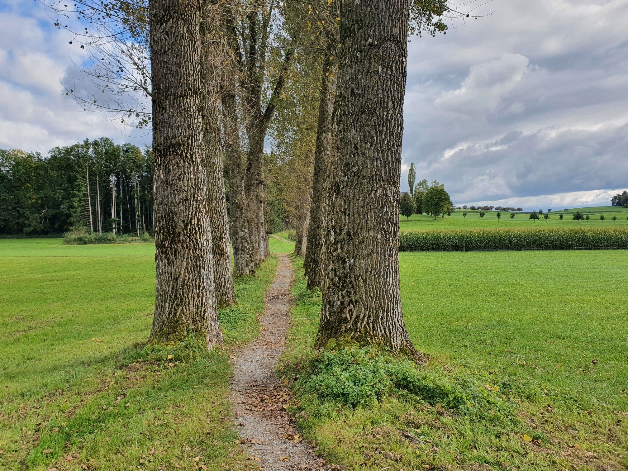 Riesenallee