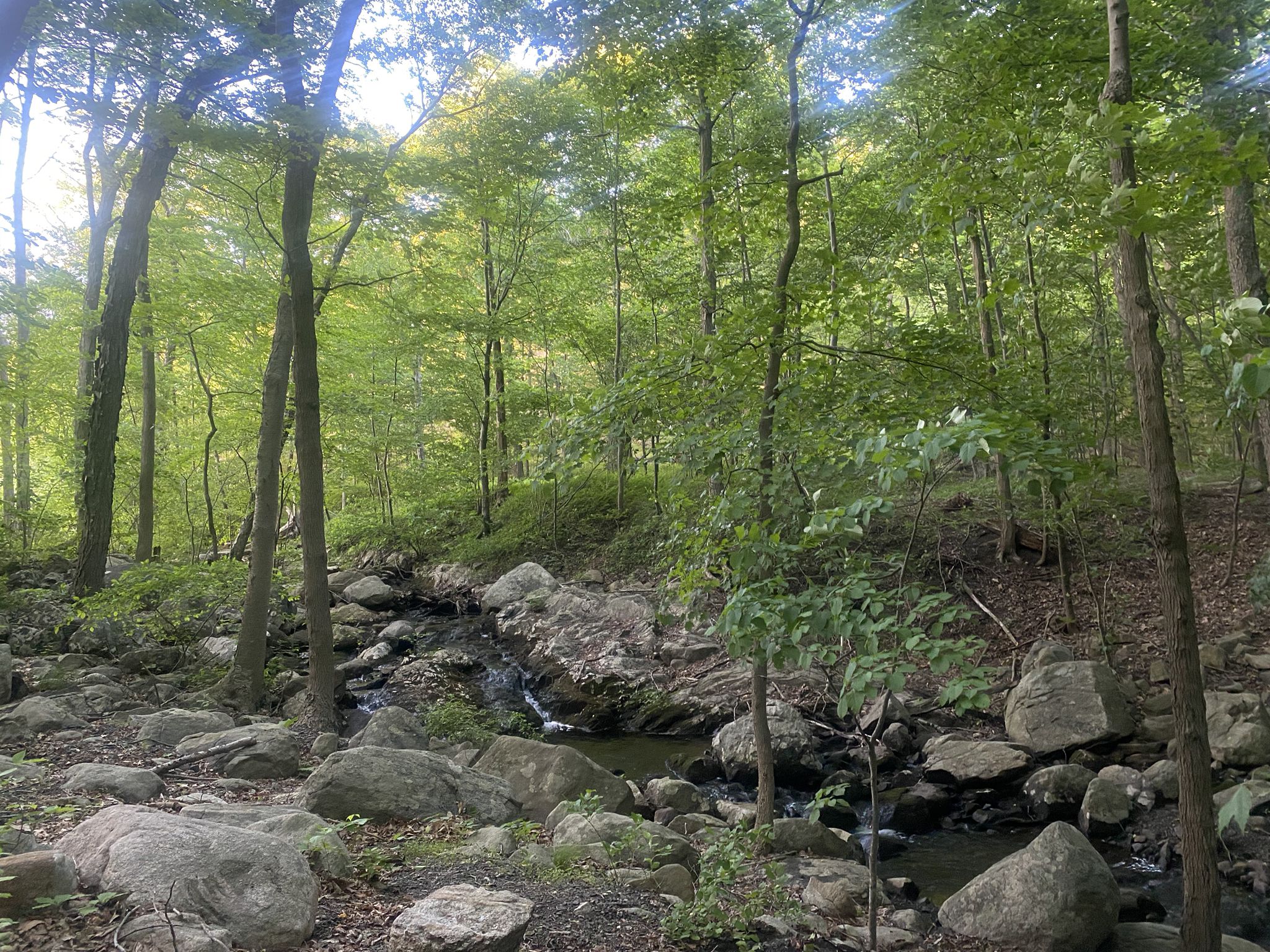Small stream flowing over rocks in a sunlit, vibrant green forest. - Ridge Loop Trail