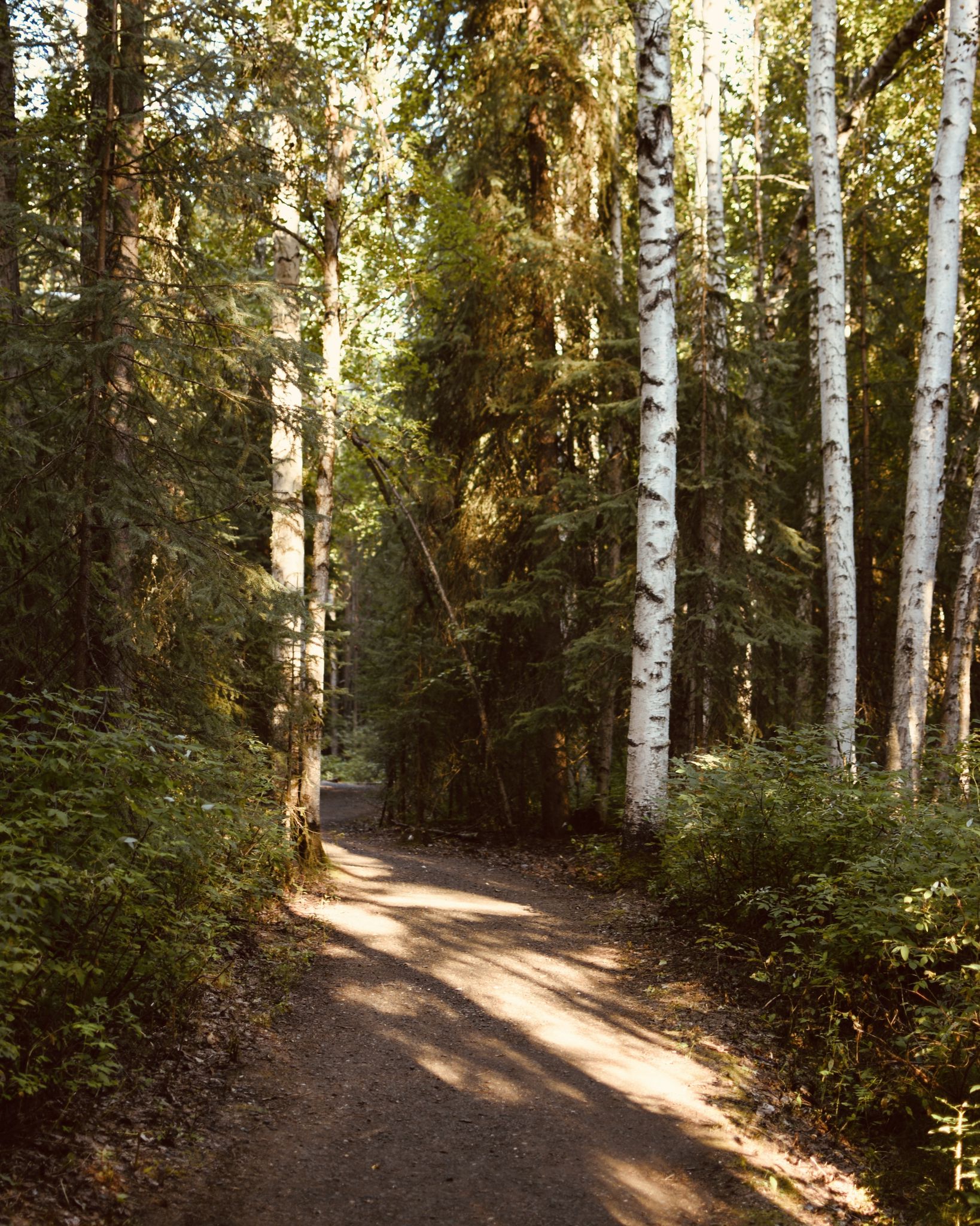Dappled sunlight illuminates a winding dirt path through a dense forest. - Creamer's Field and Wander Lake Loop