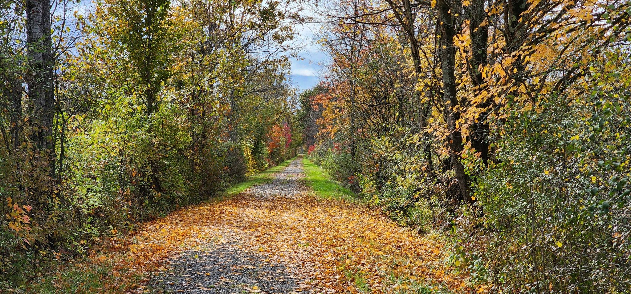 A path covered in fallen autumn leaves, flanked by colorful trees. - Delaware & Hudson Rail Trail