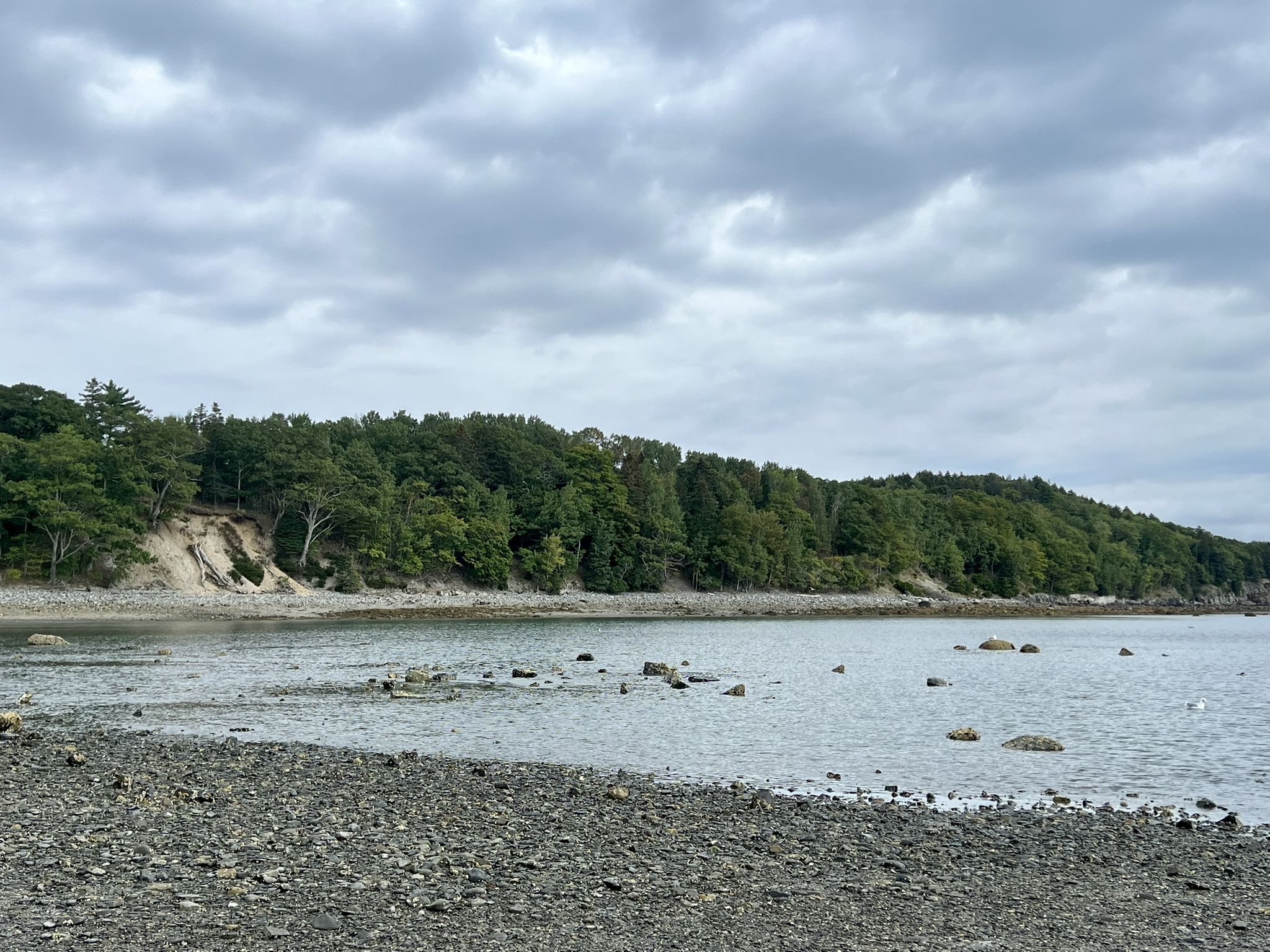 Rocky shoreline with calm water and a dense green forest under cloudy sky. - Bar Island Trail – Criterion Theatre loop from Bar Harbor