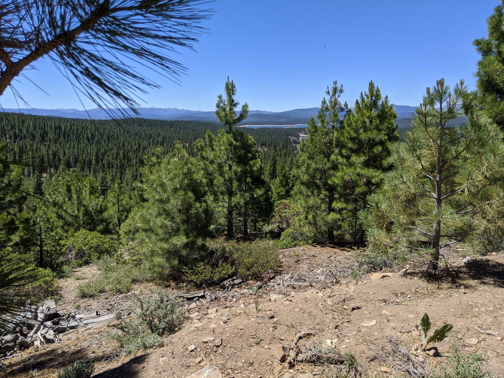 Sunny view of a dense pine forest, distant lake, and mountains under clear sky. - Verdi Peak via Verdi Peak Road