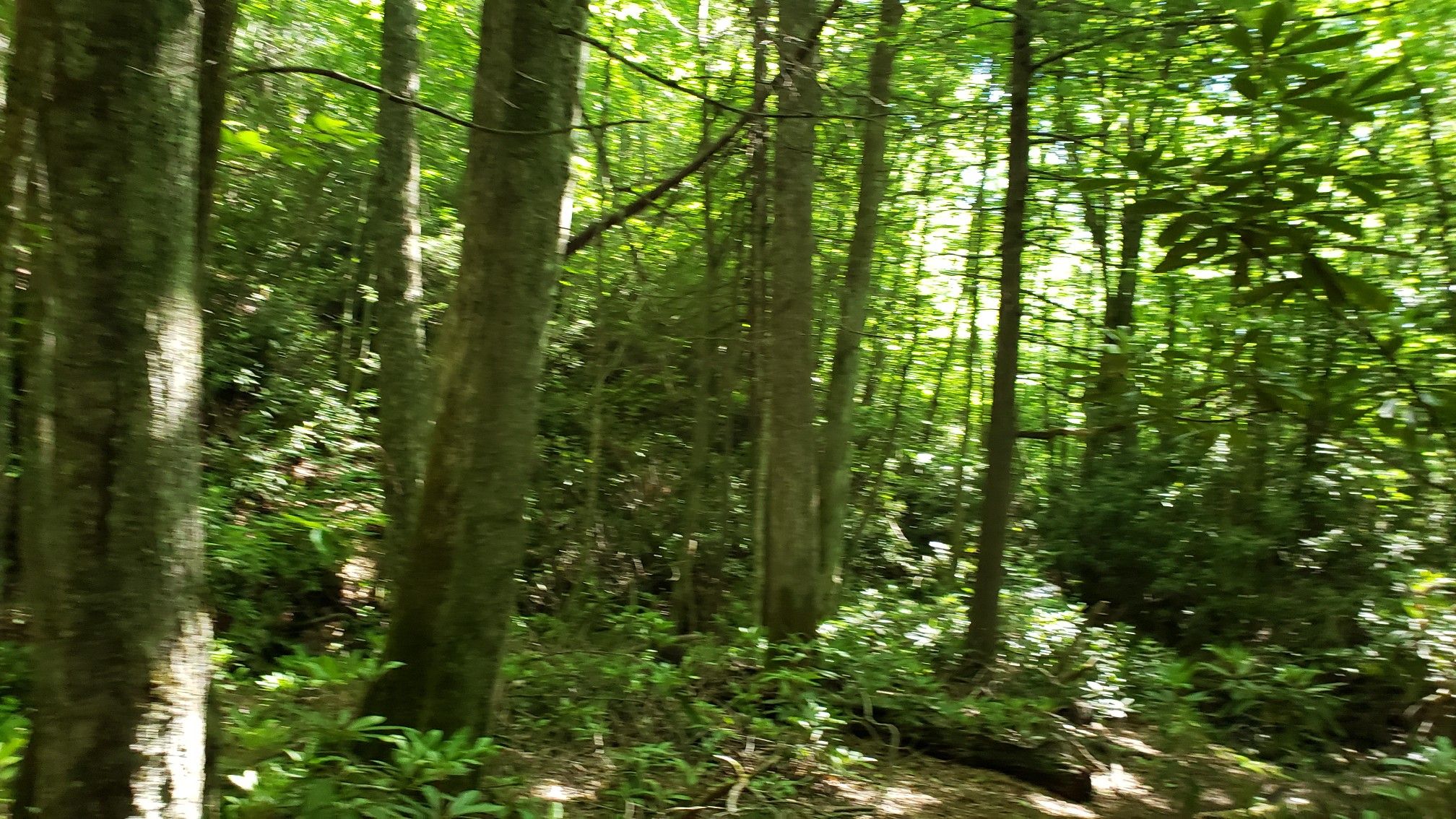 Sunlight filters through dense green forest with many tree trunks and undergrowth. - Appalachian Trail: Iron Mountain & Brushy Mountain
