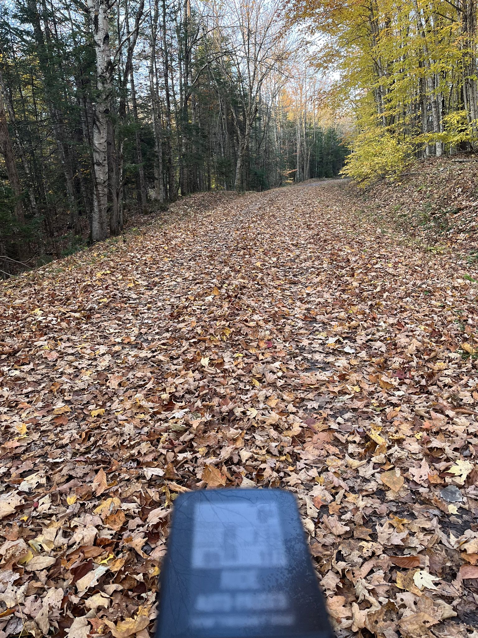 A device on a path covered in autumn leaves, with a forest ahead. - Wonderful Lamoille Rail Trail – Littleton loop from Molly's Falls Pond State Park