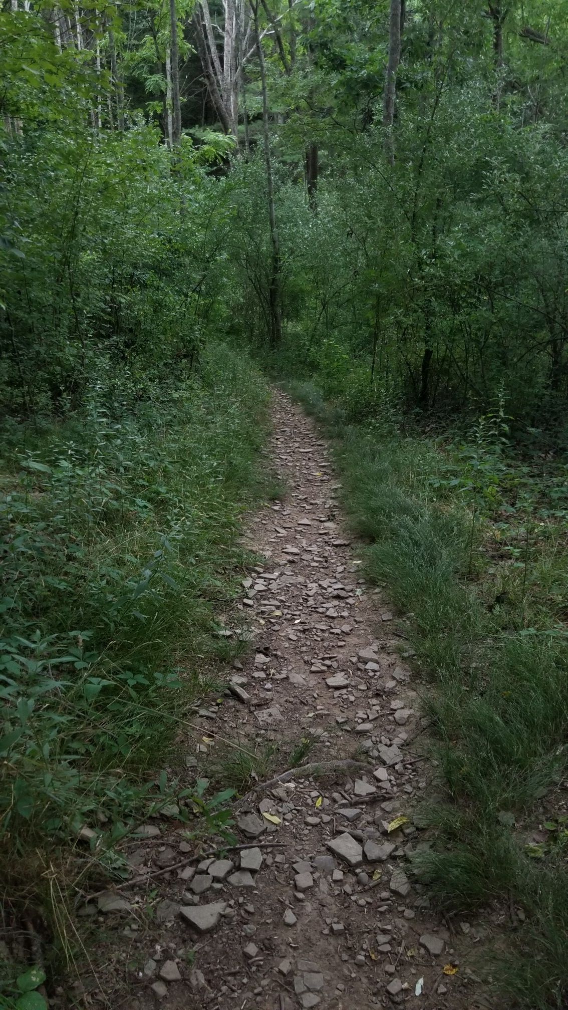 A rocky dirt path leads through dense green undergrowth in a forest. - Hilltop Loop Trail