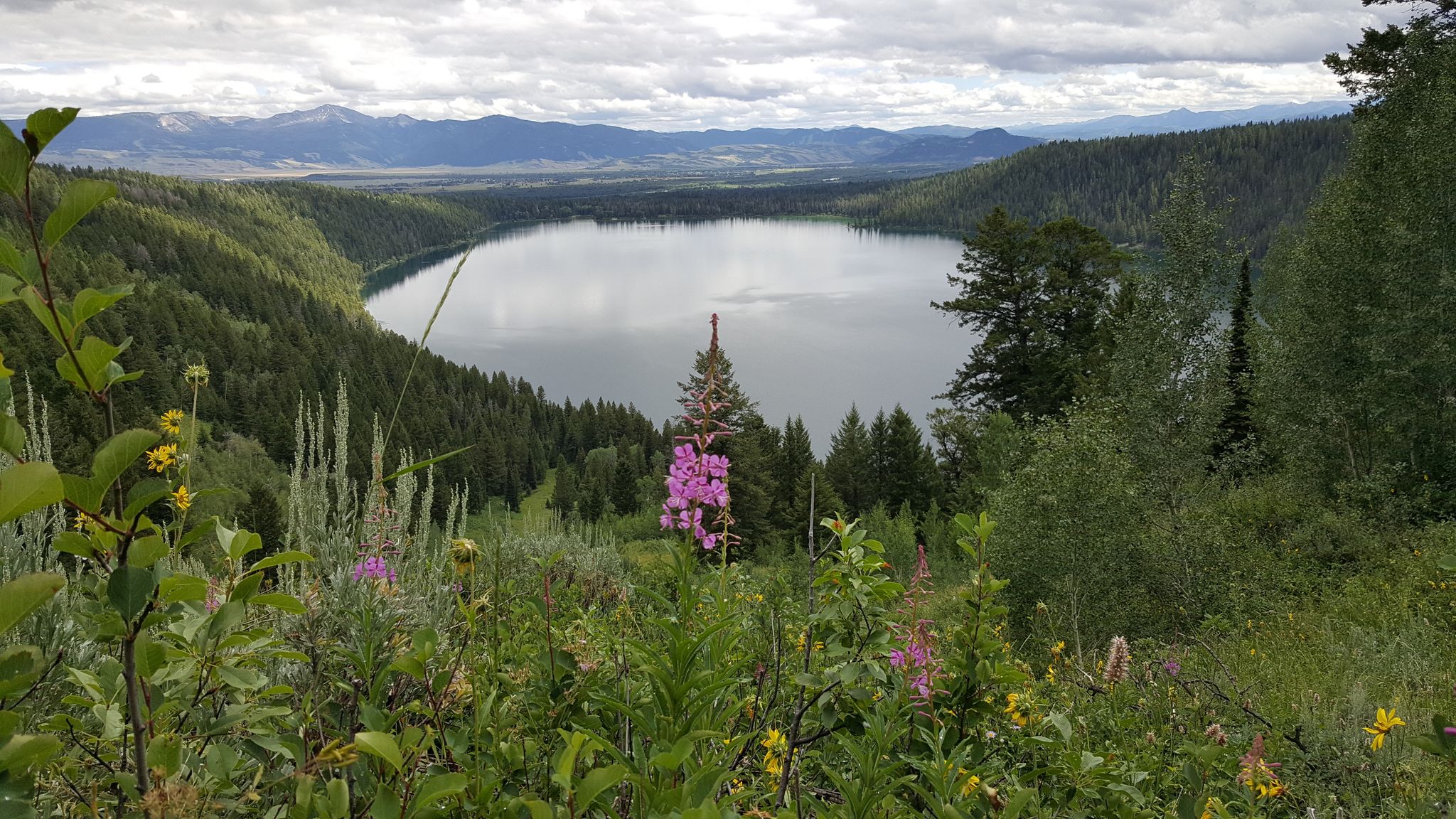 Overlook of a large lake surrounded by forests and mountains, wildflowers in foreground. - Phelps Lake Overlook loop from Murie Ranch Historic District