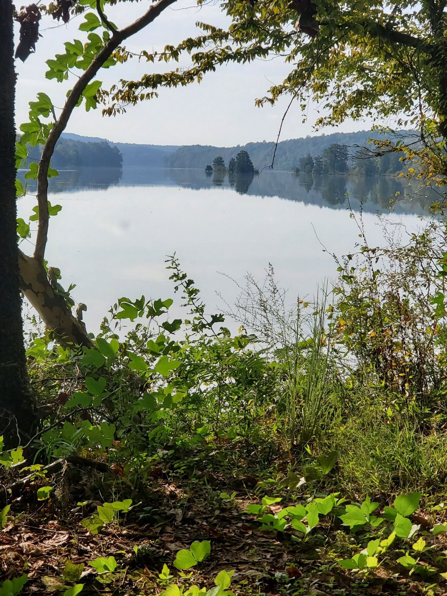 Calm lake reflecting sky, framed by green trees and foreground foliage. - John B. Scott Forever Wild Trail
