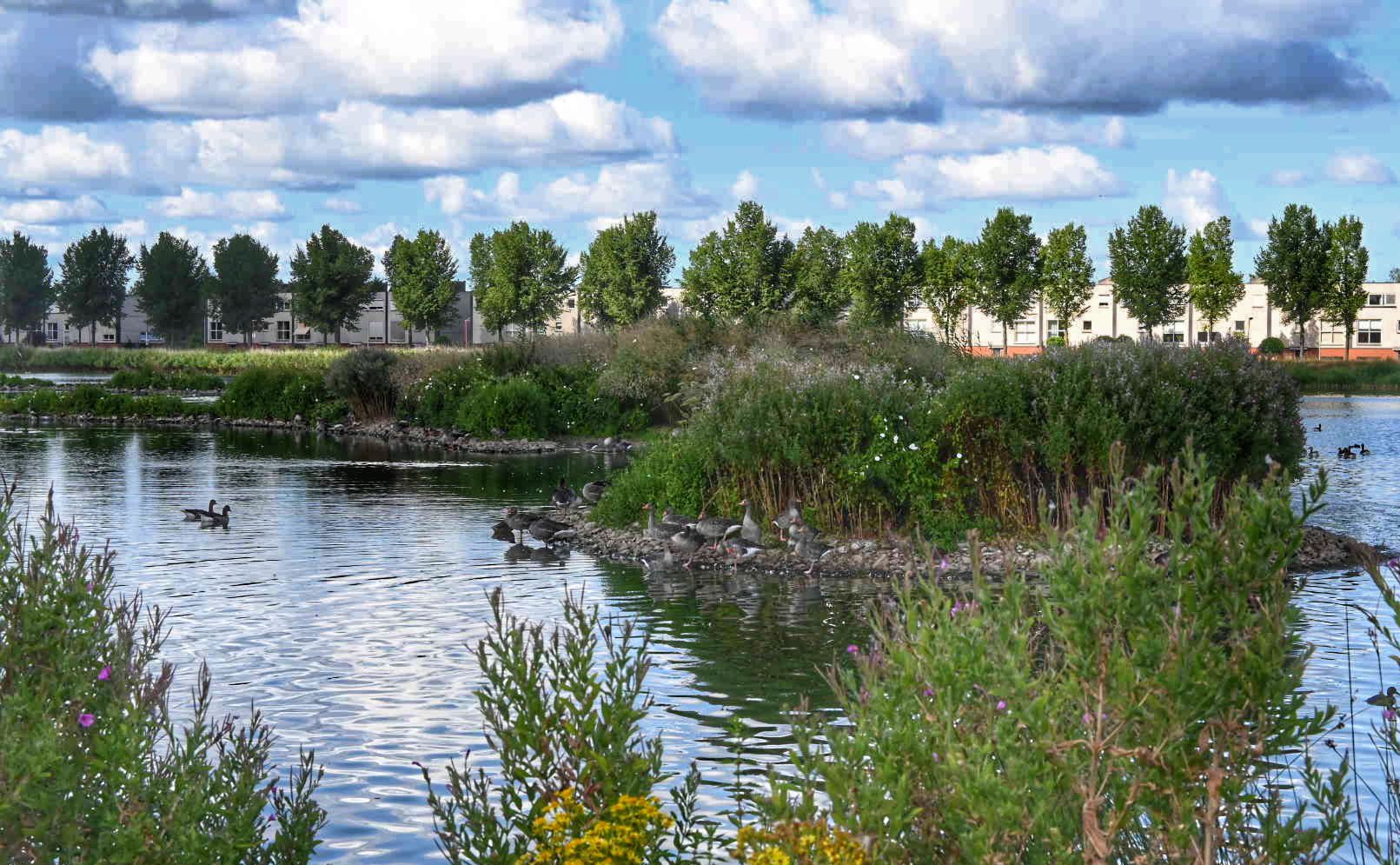 Benthuizerplas