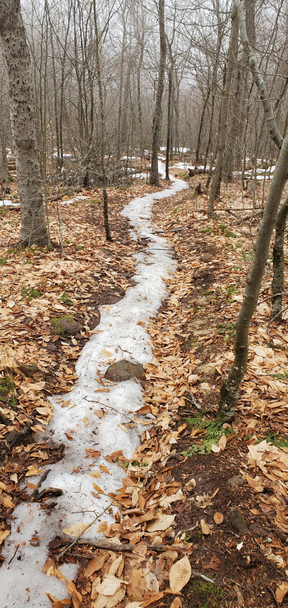 An icy, winding path through a bare forest with fallen leaves. - Red Hill Fire Tower Trail