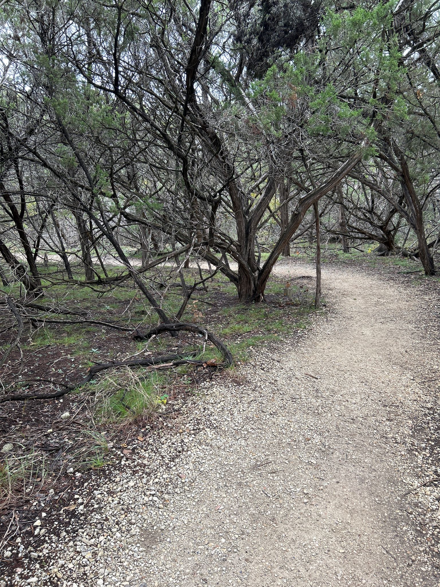 Winding dirt path through a dense, gnarled forest with dappled light. - Vista Loop Junction loop from Friedrich Wilderness Park