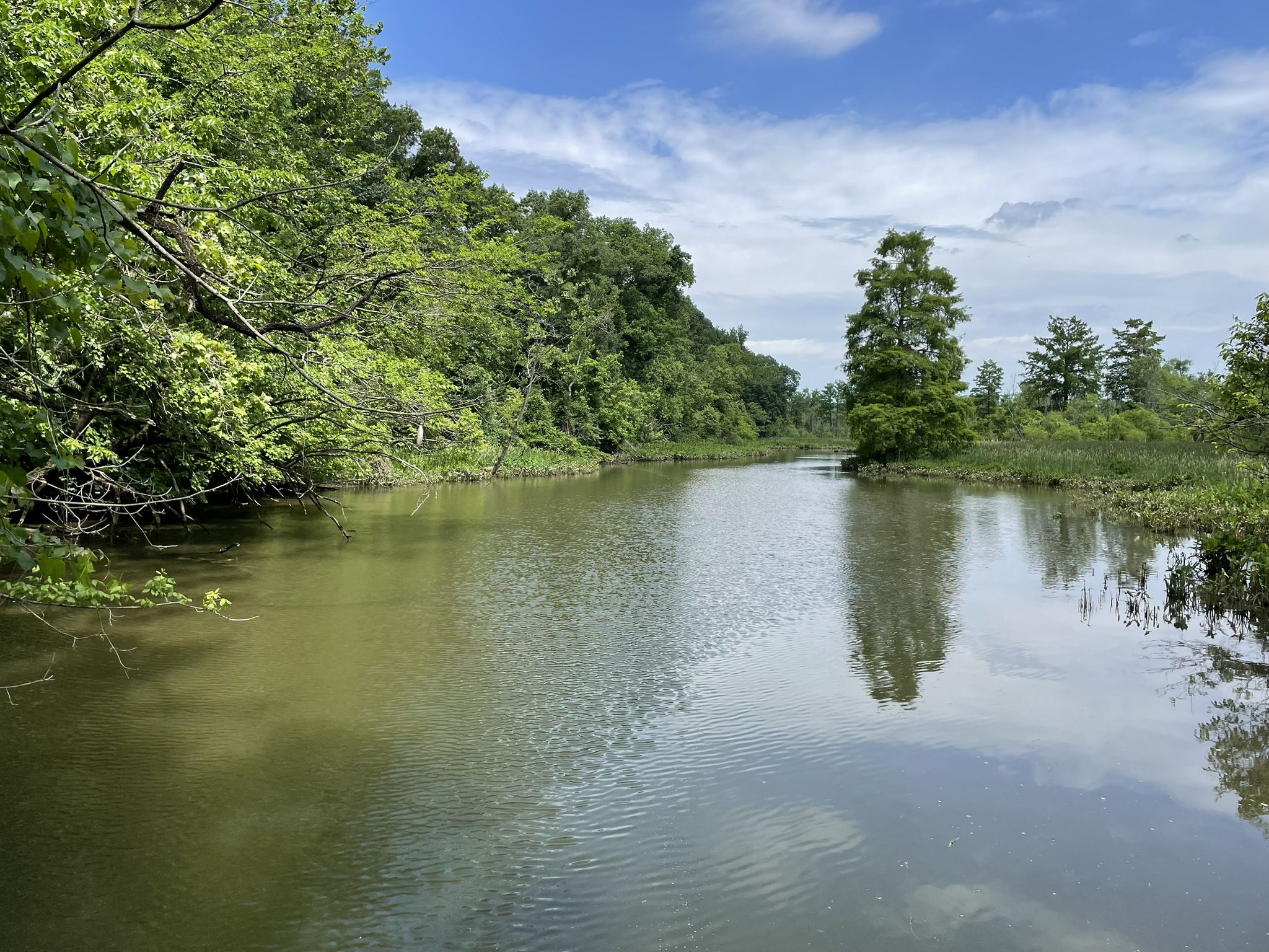A calm river surrounded by lush green trees under a bright blue sky. - Theodore Roosevelt Island – Theodore Roosevelt Memorial loop from Arlington