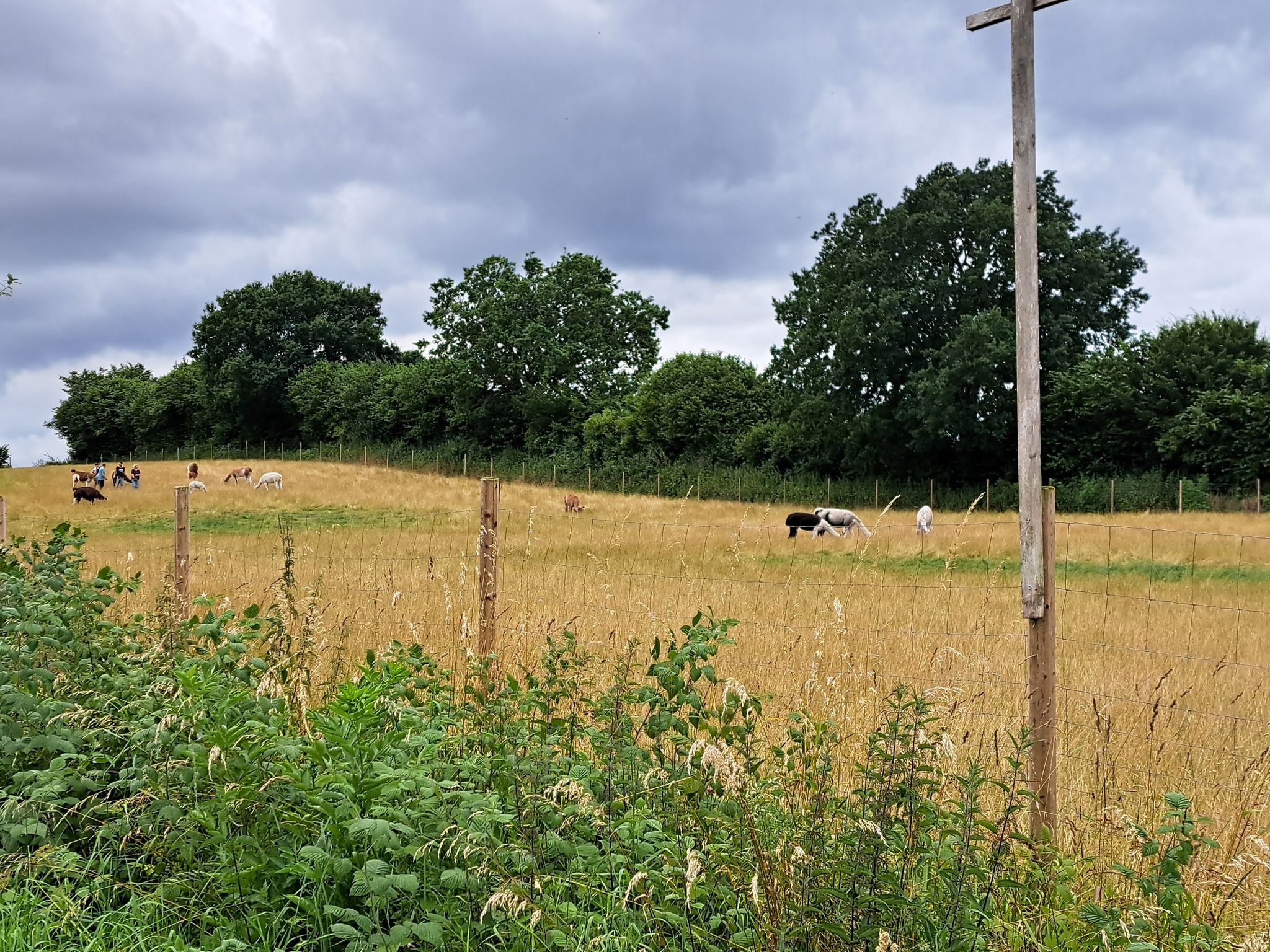 Lamaste Wandern mit Lamas