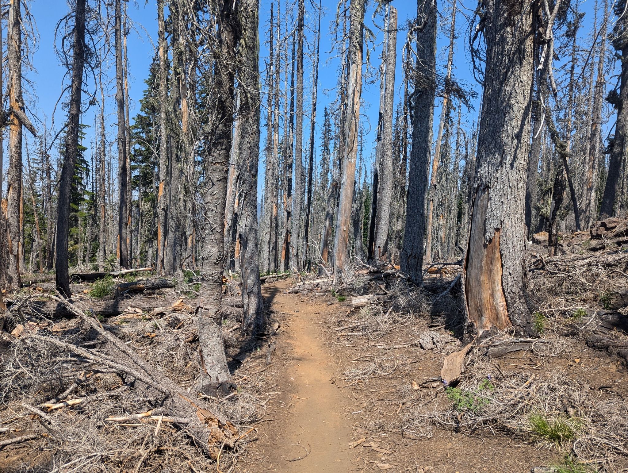 A narrow dirt path winds through a sunlit forest of tall, bare trees. - Matthieu Lakes Trail loop via North Matthieu Lake Trail Run