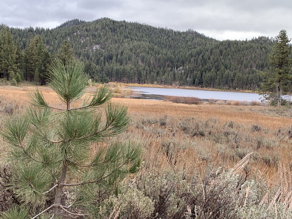 A pine tree frames a lake and forested mountains under a cloudy sky. - Spooner Lake Trail