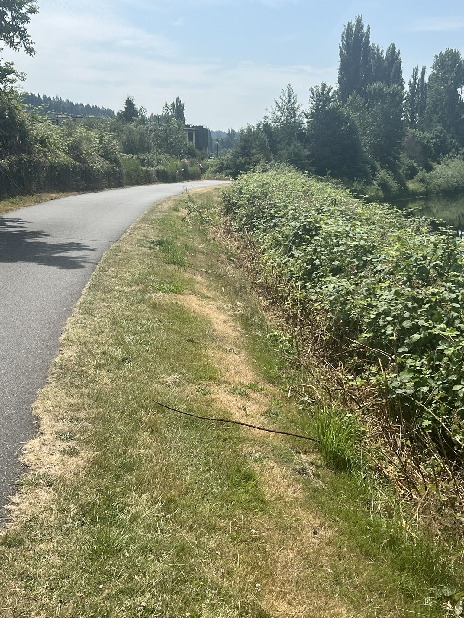 Sunny day, a paved path runs alongside a grassy bank and dense bushes. - Wilmot Gateway Park – Sammamish River Trail loop from Woodinville