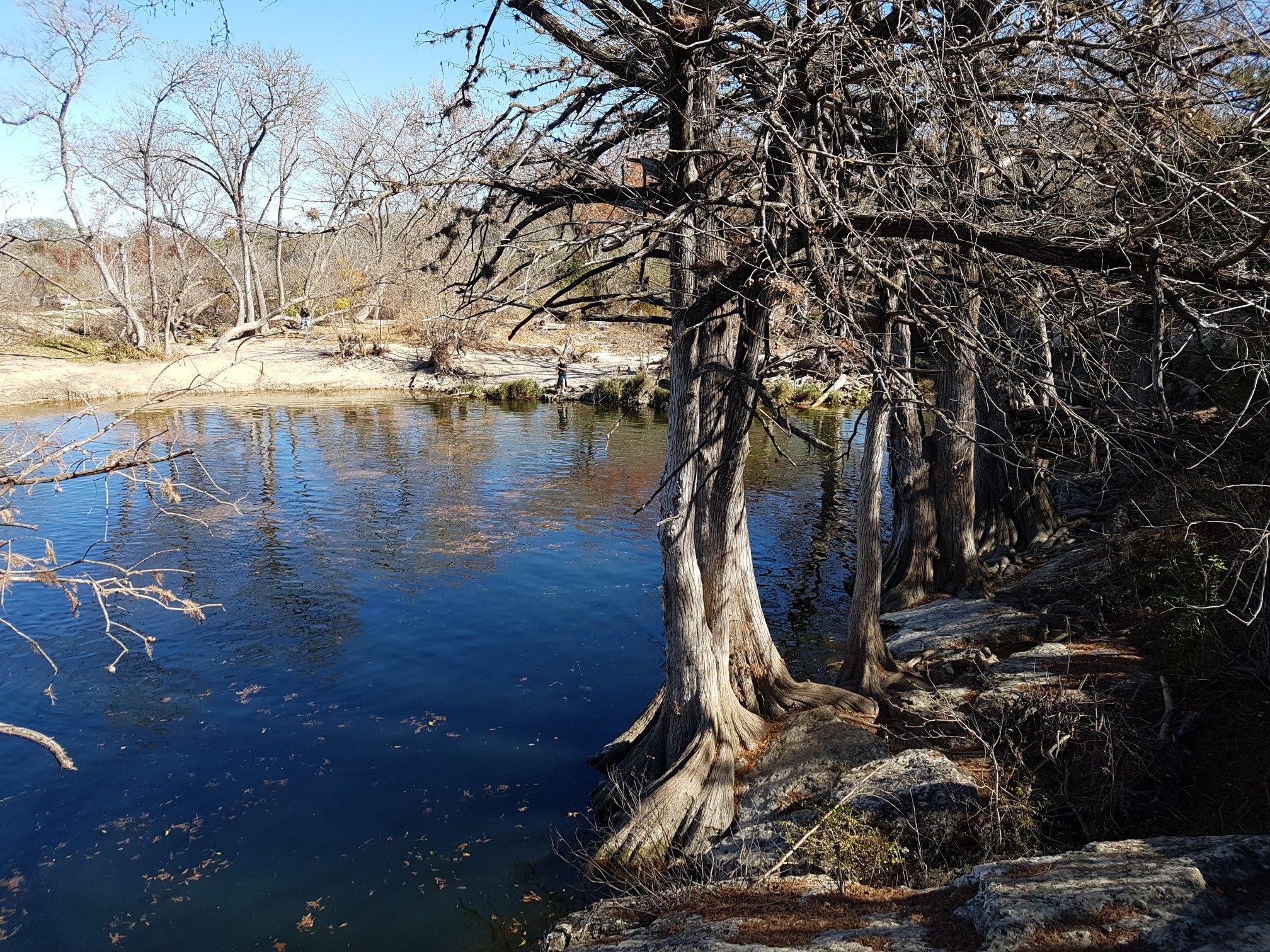 Calm river with bare trees and exposed roots along the sunny bank. - Onion Creek Hike and Bike Trail