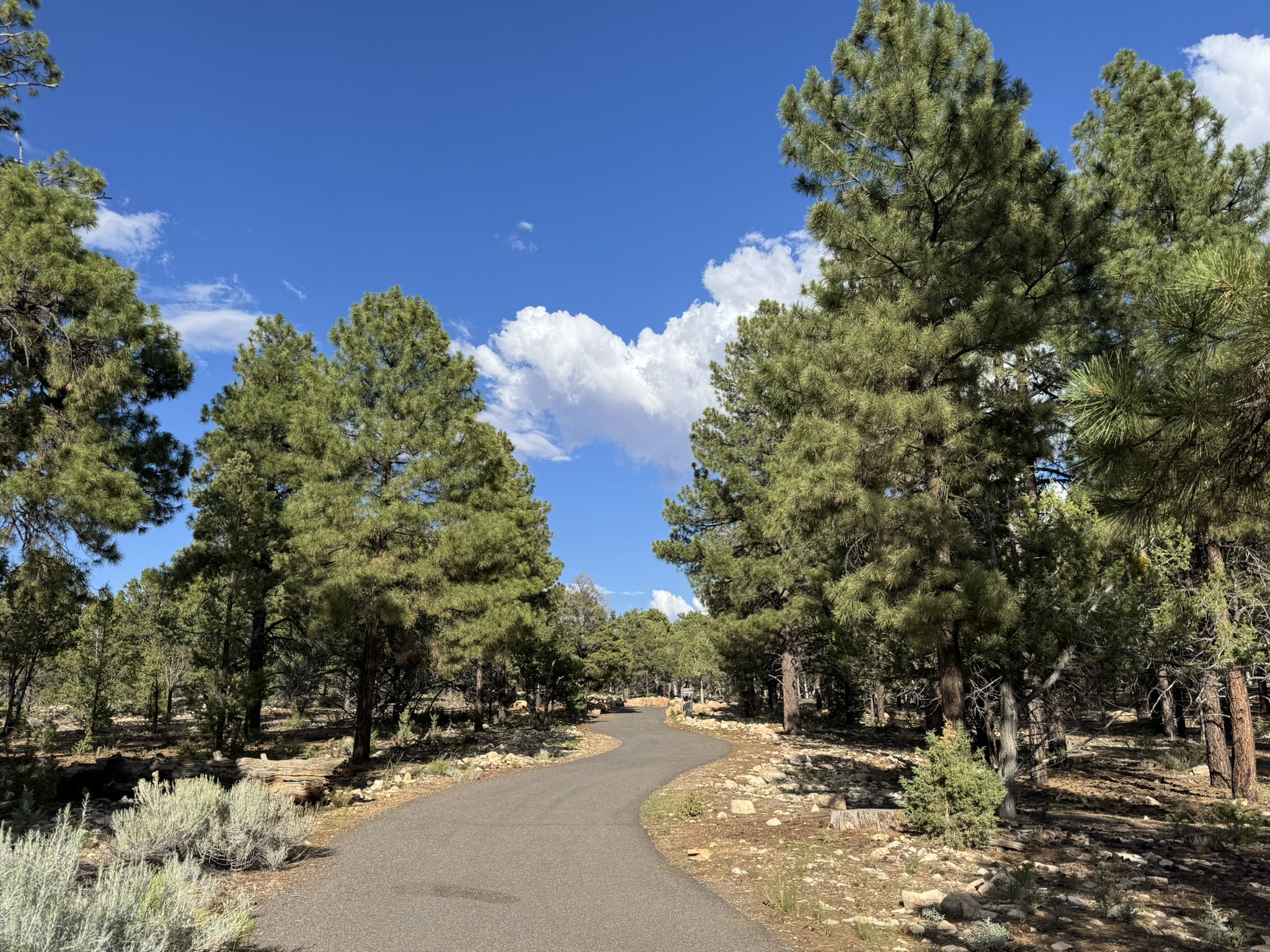 A paved winding path through a sunny forest with tall pine trees. - Grand Canyon Railway Depot – Grand Canyon Greenway loop from Grand Canyon Village