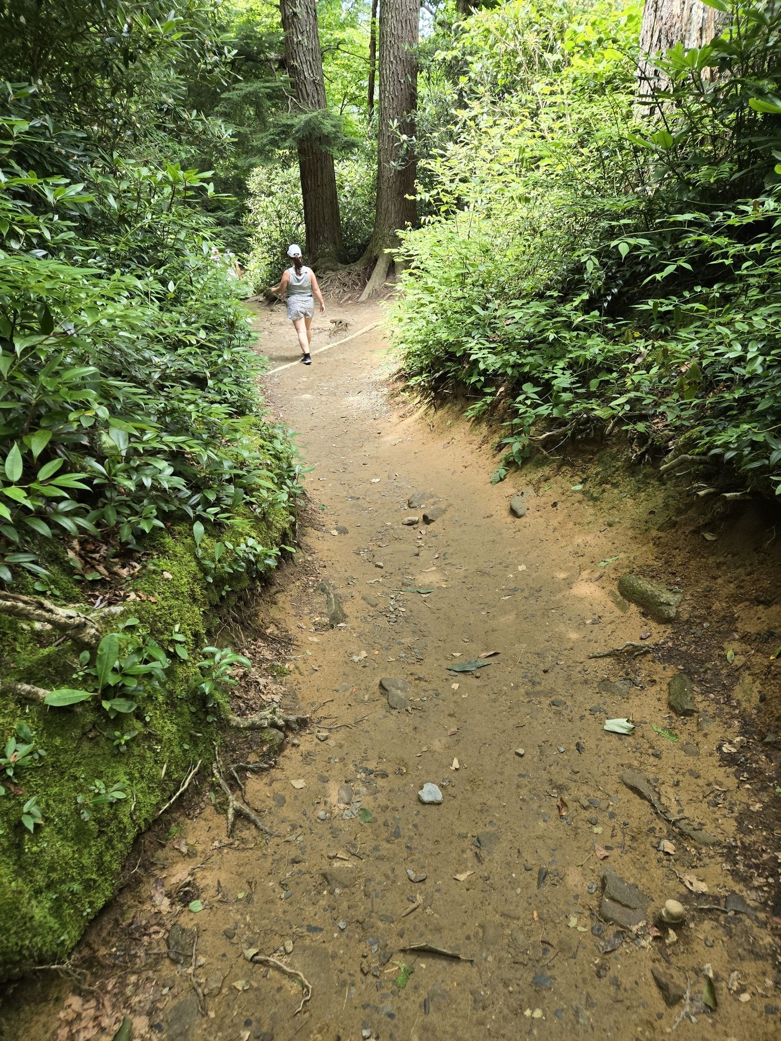A person walks away on a muddy forest path, surrounded by green. - Trillium Gap Trail