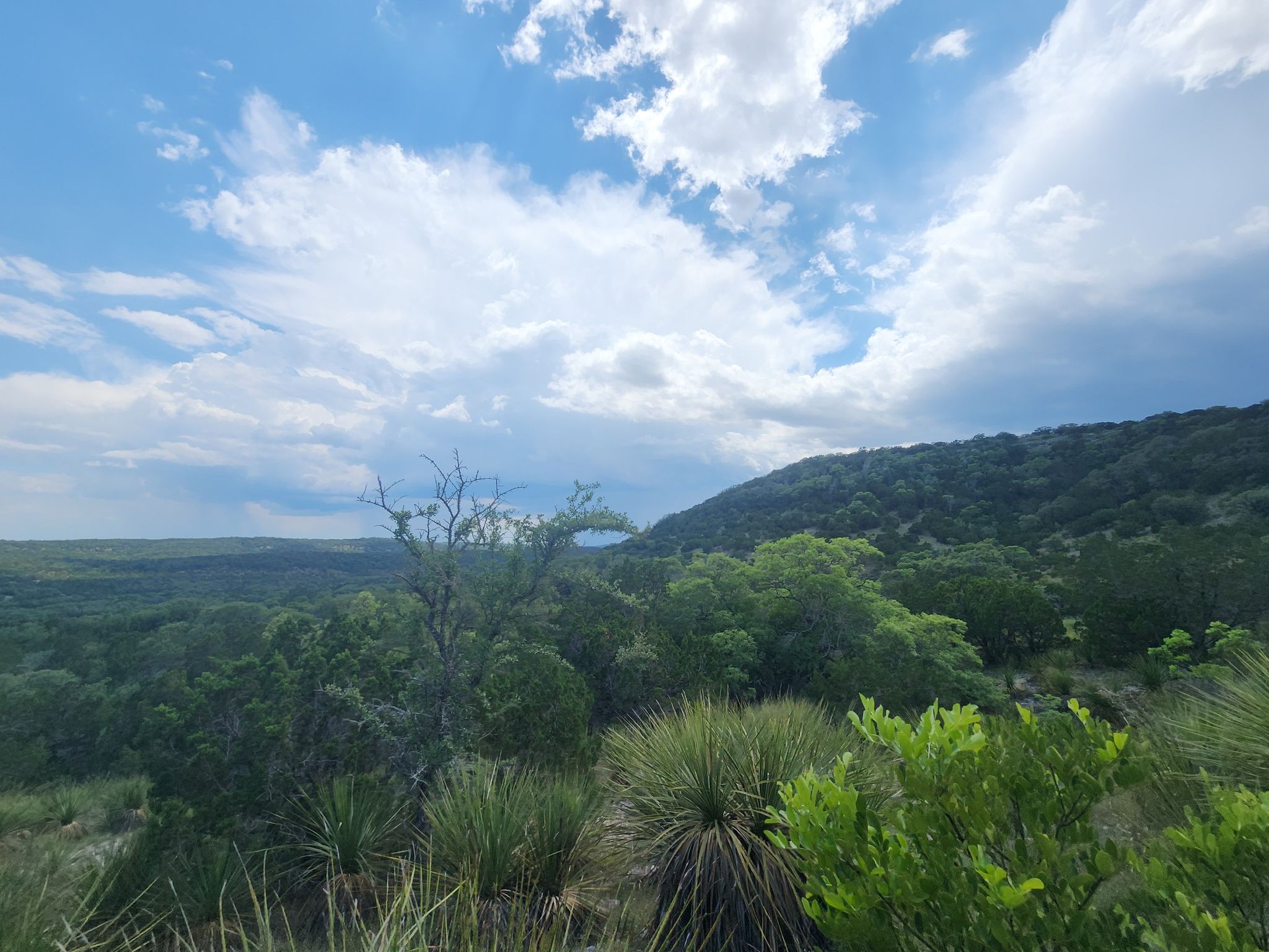 Hilly landscape with dense green vegetation under a partly cloudy sky. - Hiking loop from Hill Country State Natural Area