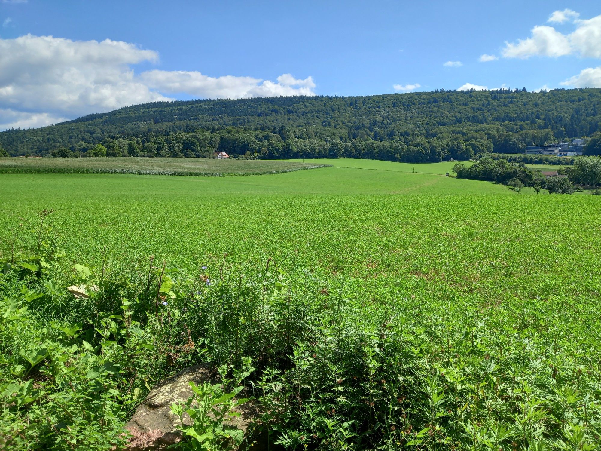 1. Blick zum Königsstuhl