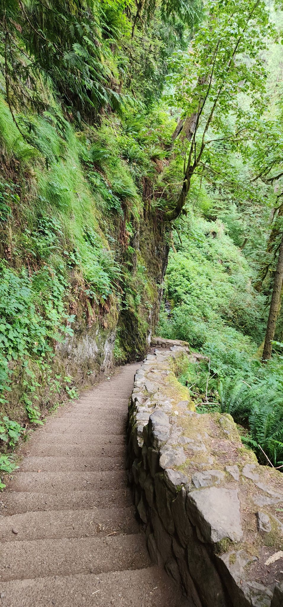 Stone steps and wall along a steep, moss-covered cliff in a lush forest. - Hiking loop from North Falls