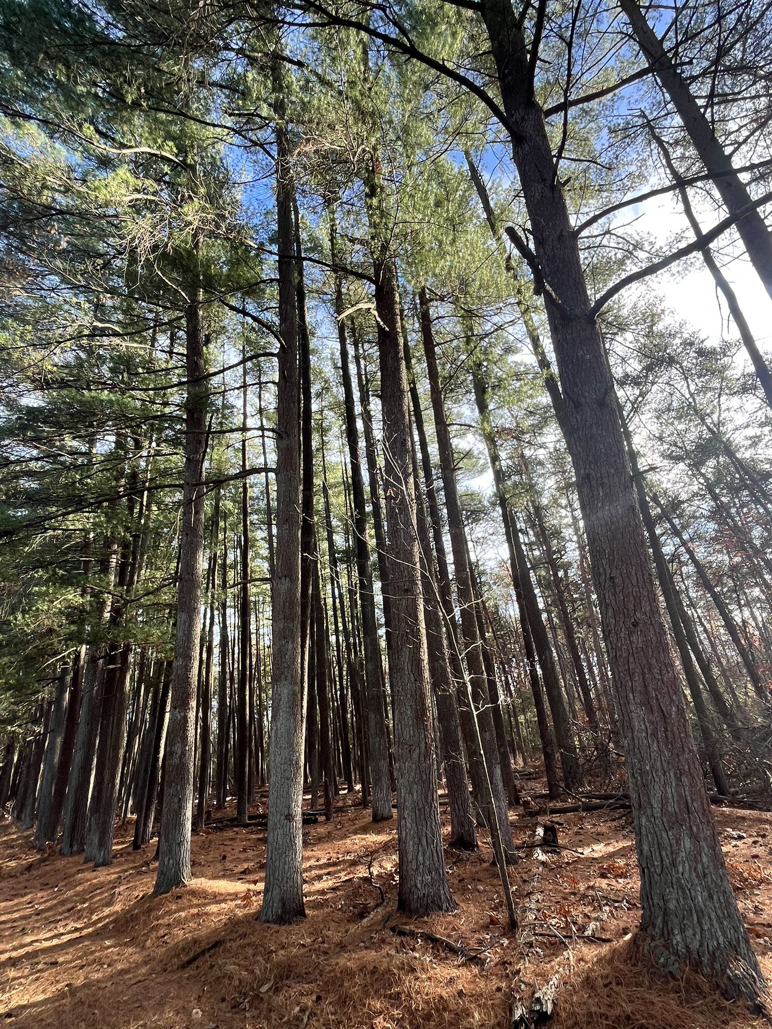 Tall pine trees with brown trunks and green needles in bright sunlight. - Union Lake Trail
