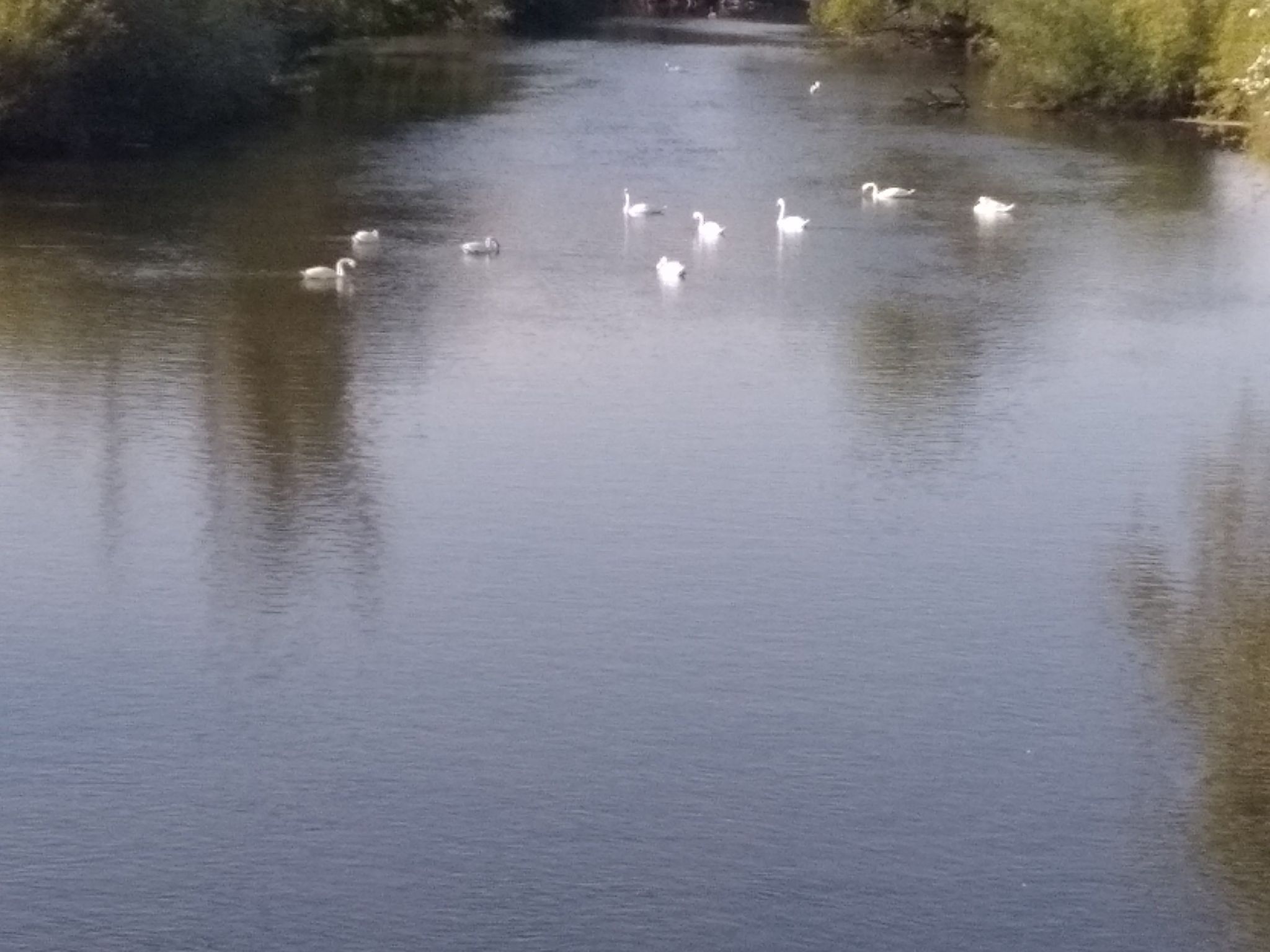 des cygnes sur la lanterne
