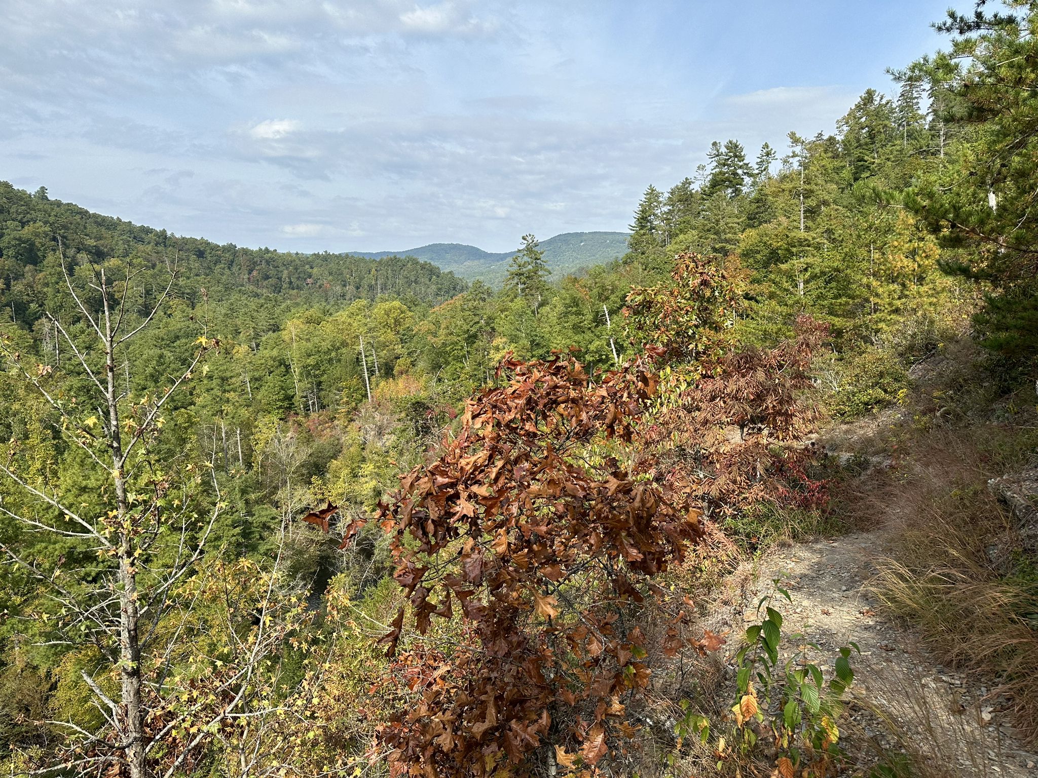 Dirt trail overlooking a forested valley with green and autumn-colored trees. - Abrams Falls and Rabbit Creek Loop