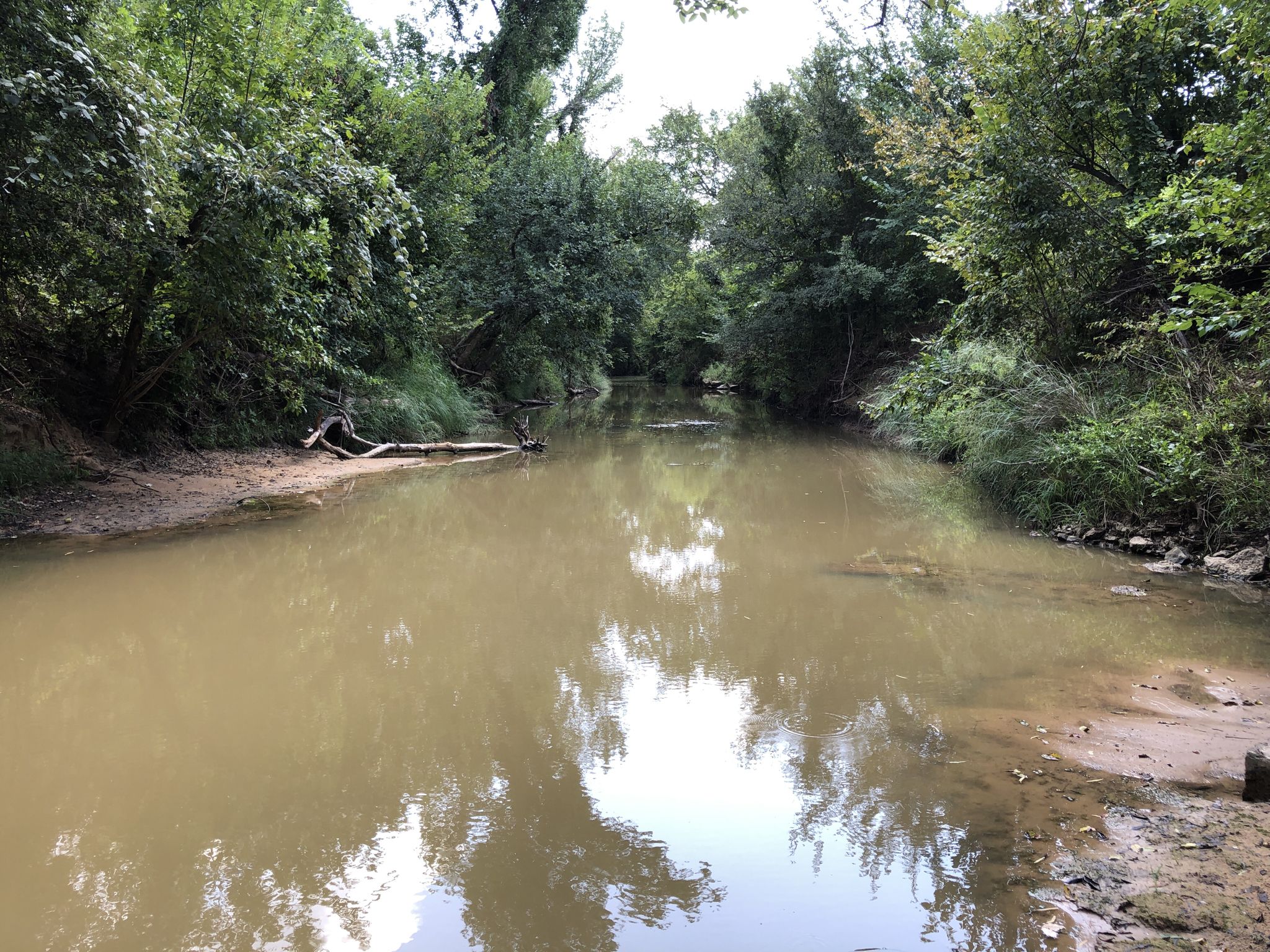 A muddy river flows through a dense green forest on a bright day. - Cross Timbers Back Country Trail Loop
