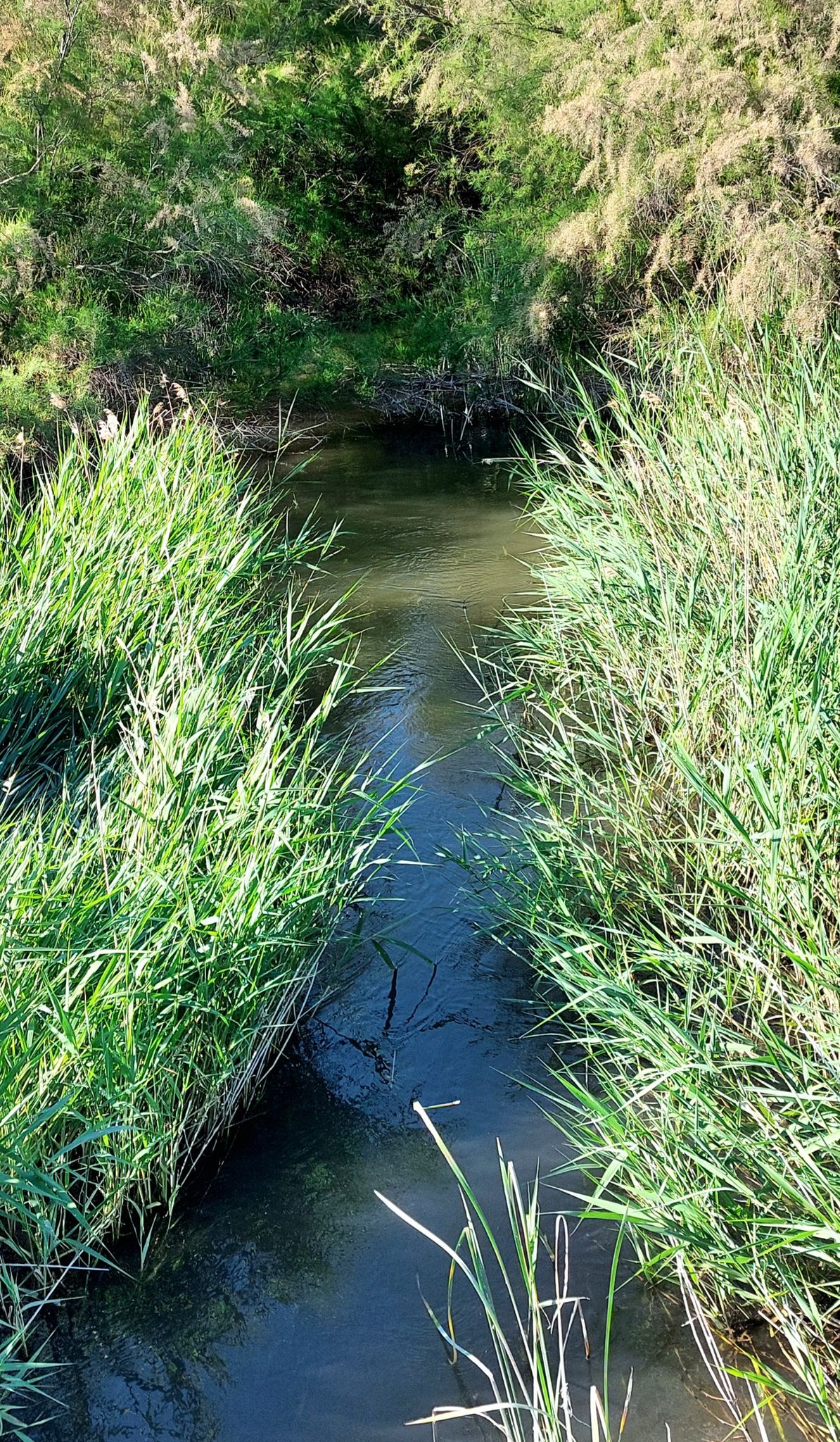 Río Cigüela