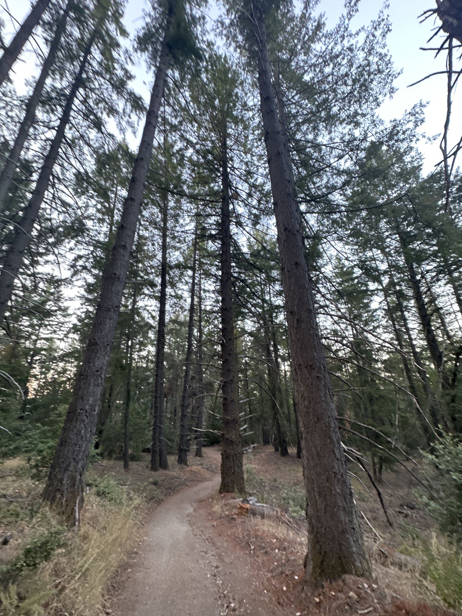 Upward view of tall pine trees towering over a narrow dirt path. - Sanborn Loop to Indian Rock
