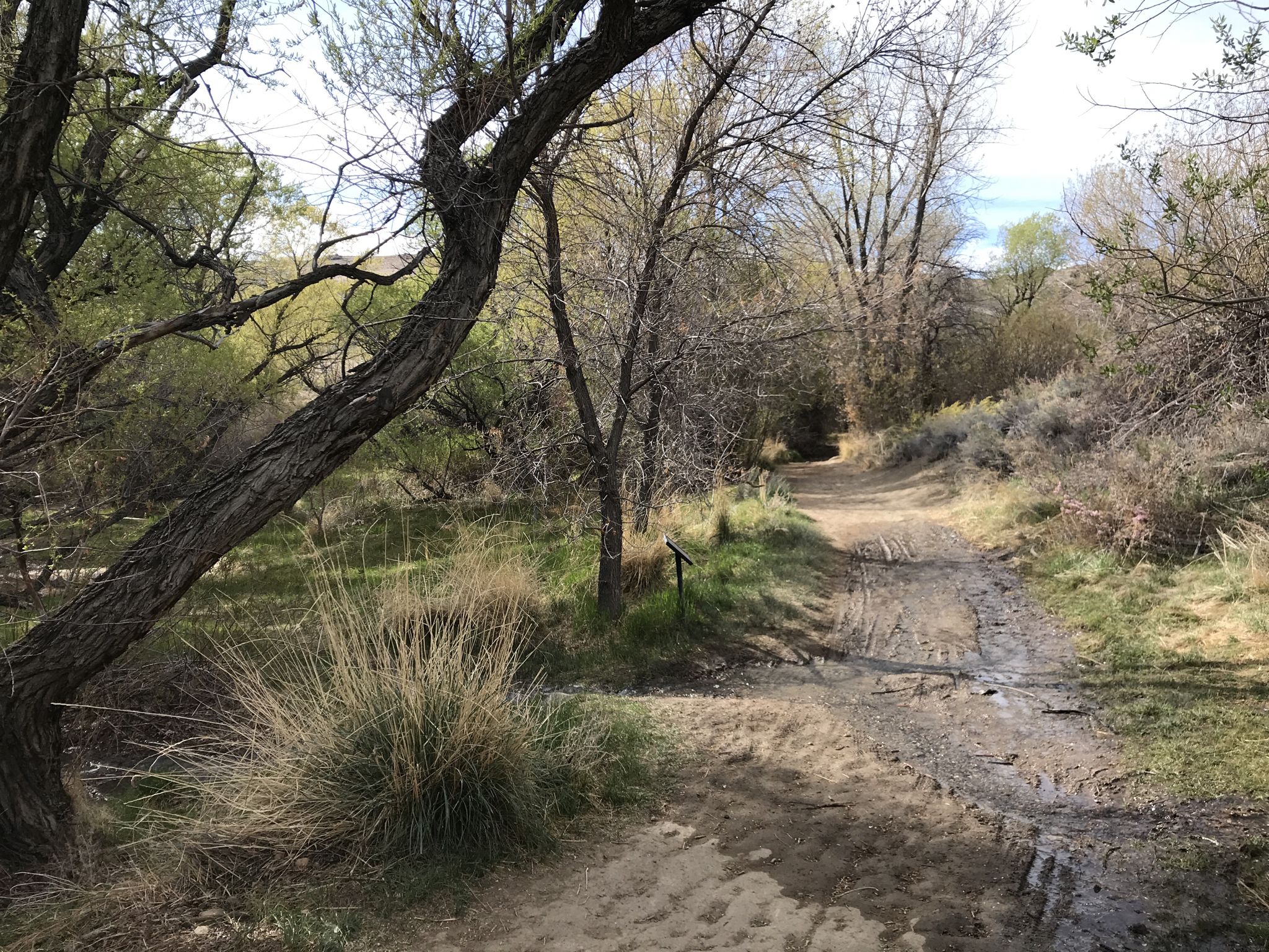 A muddy dirt path forks through a wooded area with green and bare trees. - Miners Trail – Top of Evans Canyon loop from University of Nevada, Reno