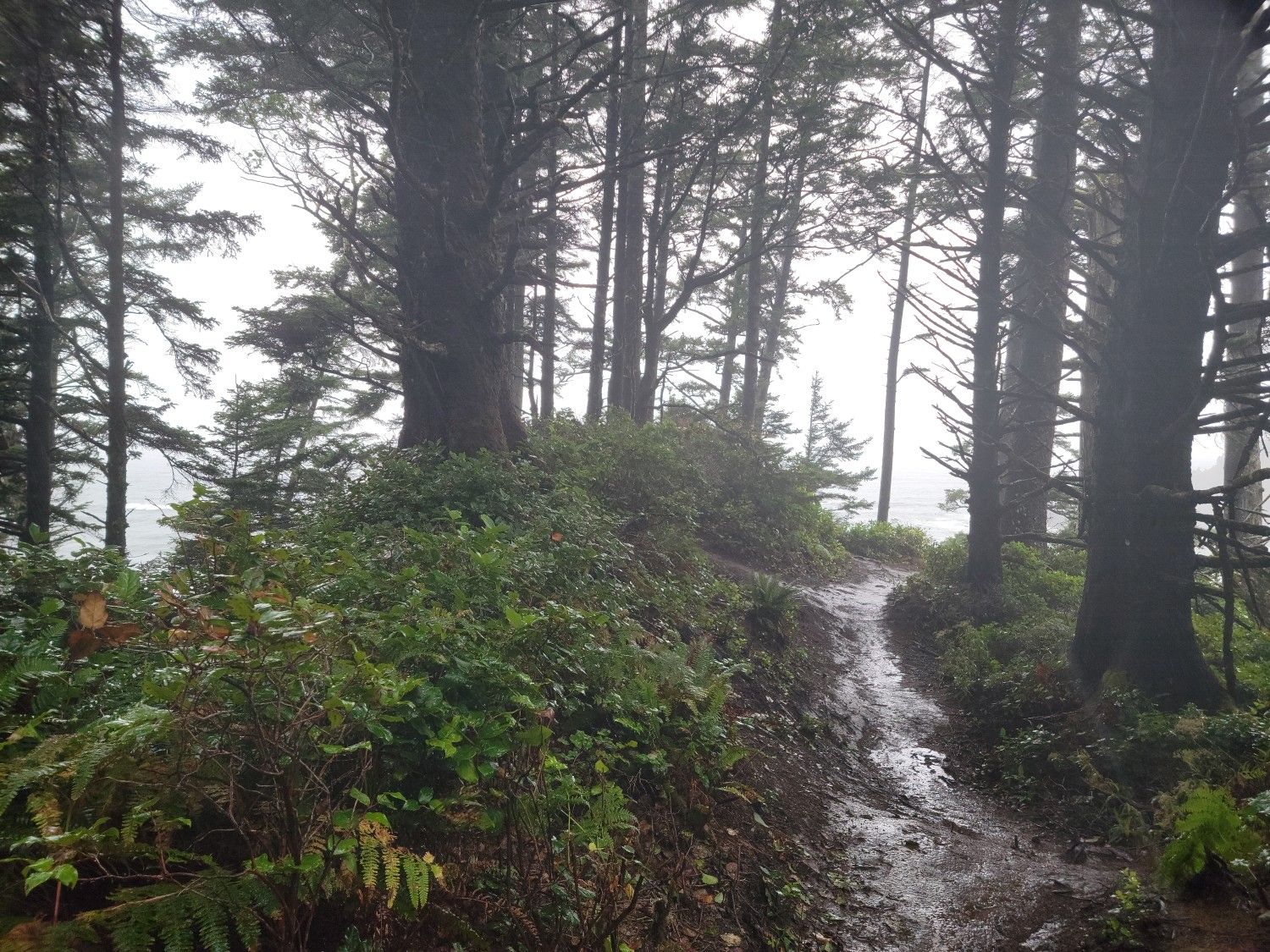 Wet, muddy forest trail winding through tall, dense trees. - Indian Beach Trail – Indian Beach loop from Ecola State Park