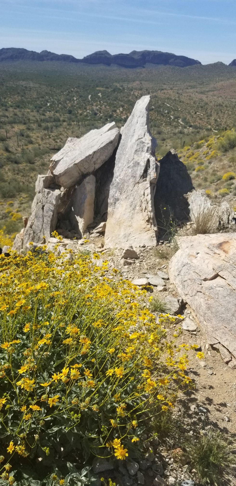 Large rock formations on a hill covered in vibrant yellow wildflowers under bright sun. - Dynamite Trail – Dynamite Trail loop from Goldmine Trailhead