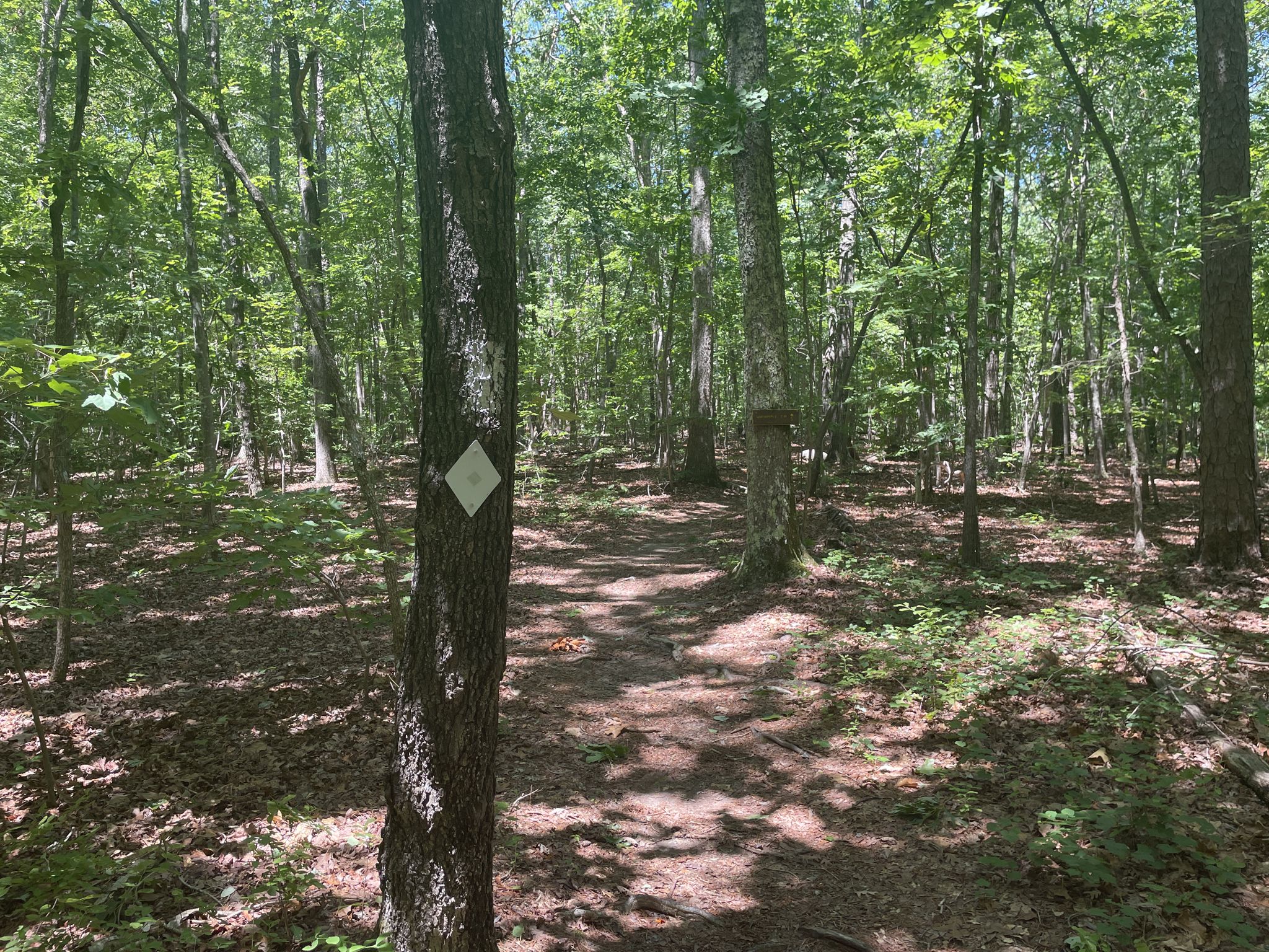 A forest path with a white diamond trail marker on a tree trunk. - Lick Mountain loop from Dennis Mountain