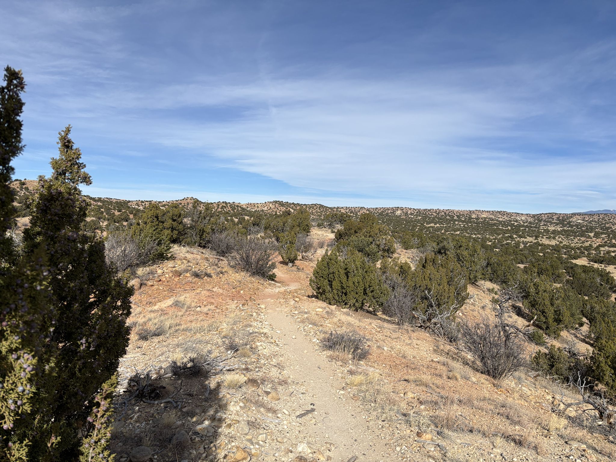 A narrow dirt path winds through a sunny, shrub-covered desert landscape under a blue sky. - Galisteo Basin Fun Loop