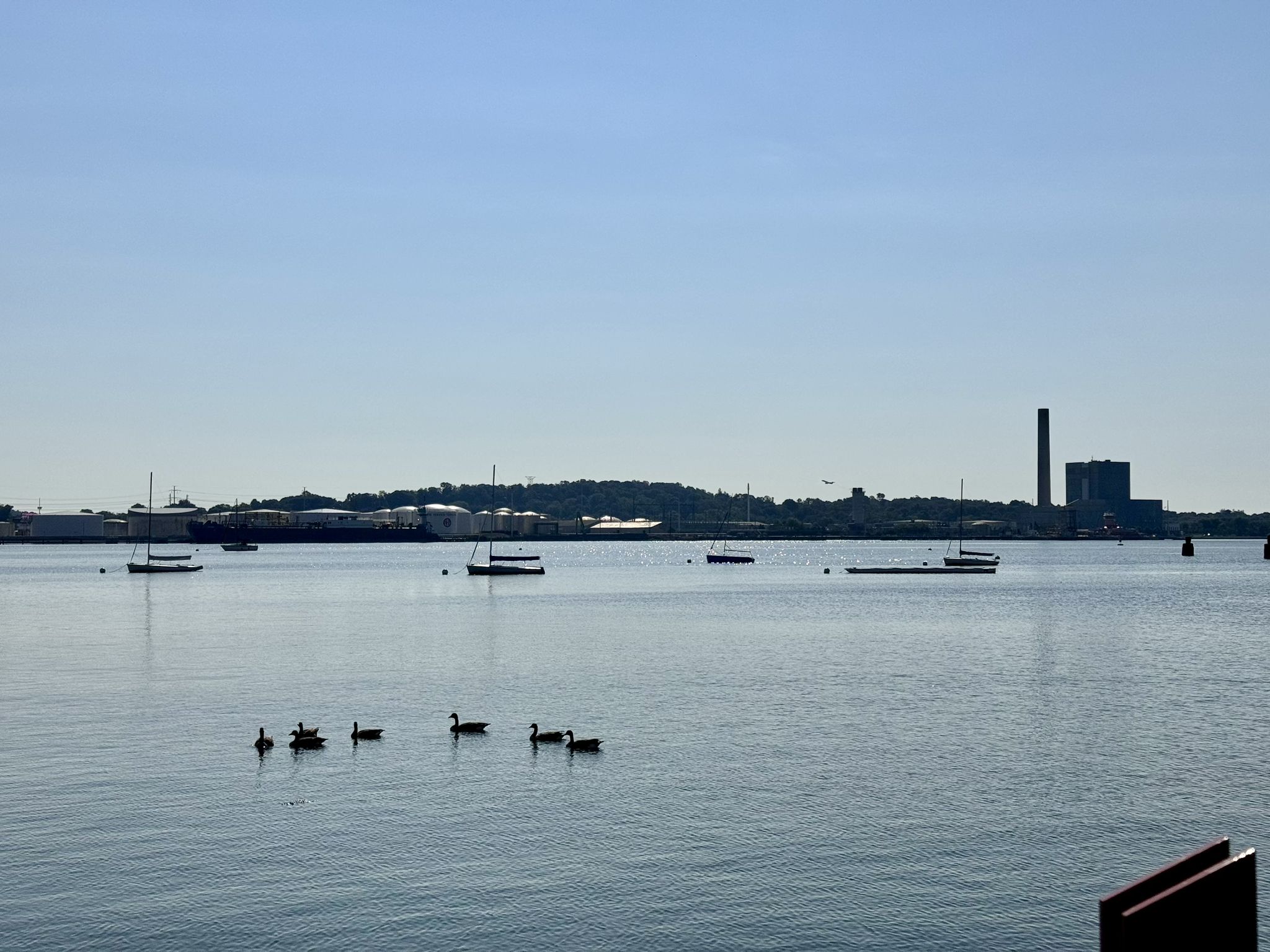 Wide bay with boats, swimming ducks, and a distant industrial skyline. - New Haven Downtown and Long Wharf Loop
