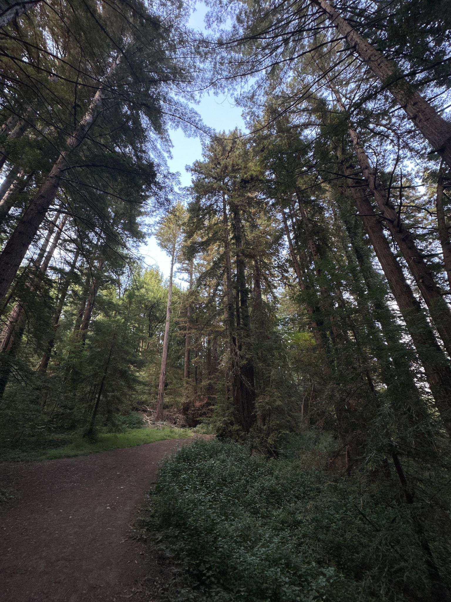 Looking up at towering forest trees from a dirt path, bright sky. - Lookout Loop Trail