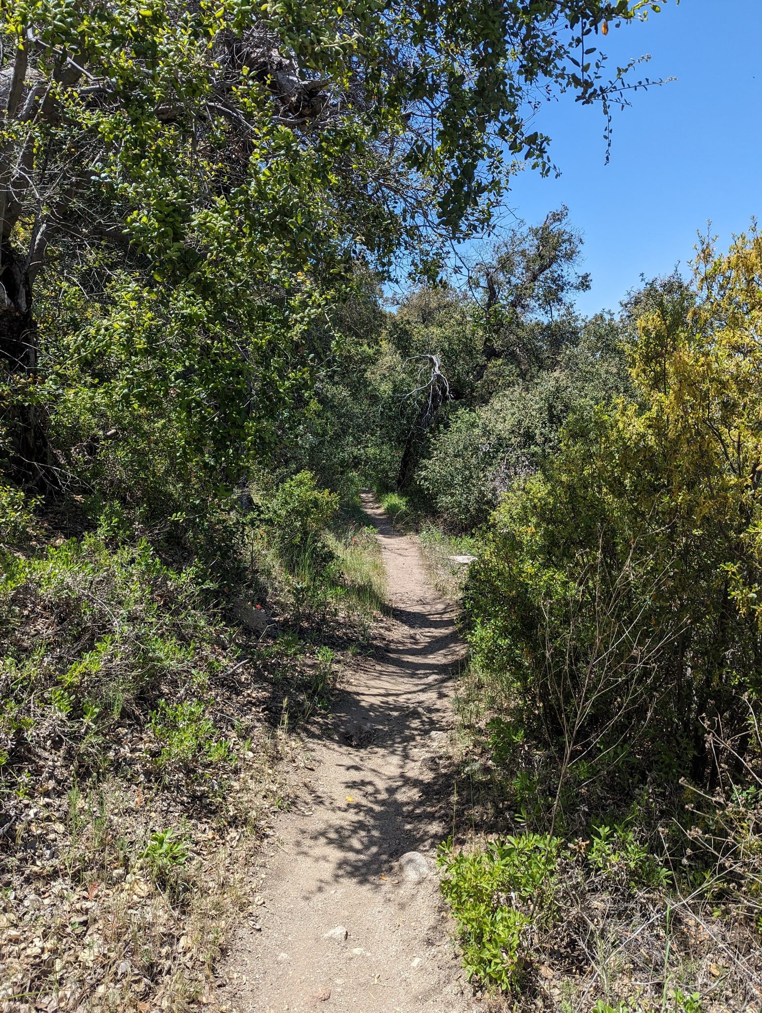 A sunny dirt path winds through dense green trees and bushes. - PCT to Montezuma Valley Overlook