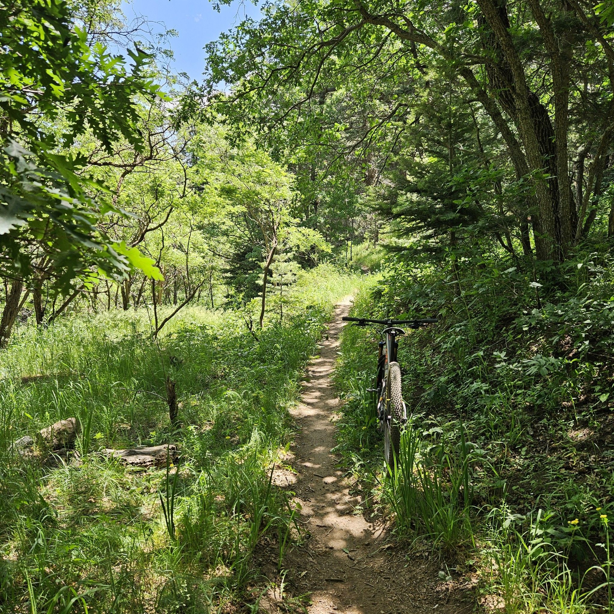 A mountain bike rests on a sun-dappled dirt path in a green forest. - Tree Spring, South Crest, Cienega, Faulty, and Oso Corredor Loop