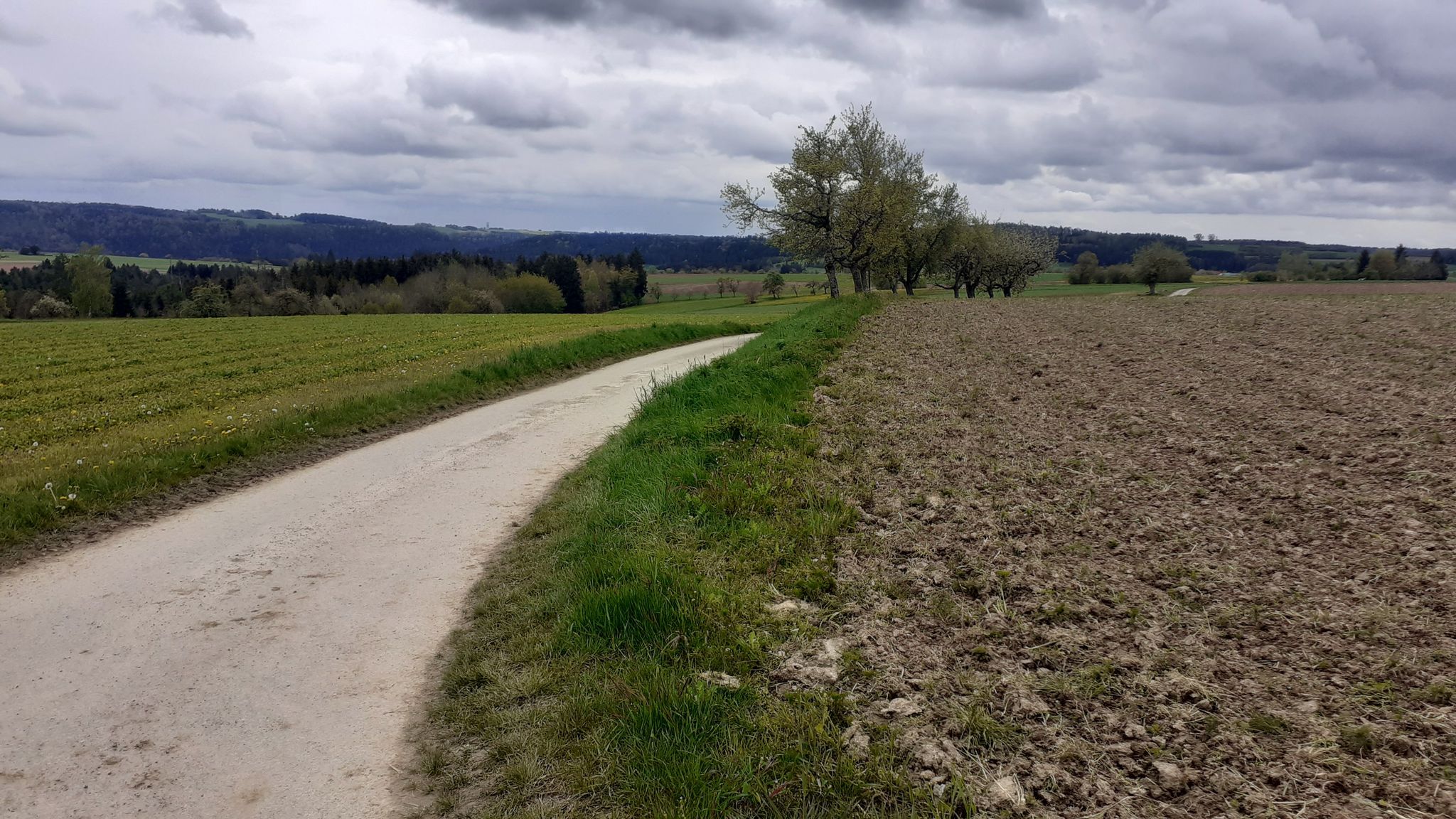 Keine Kornblumen