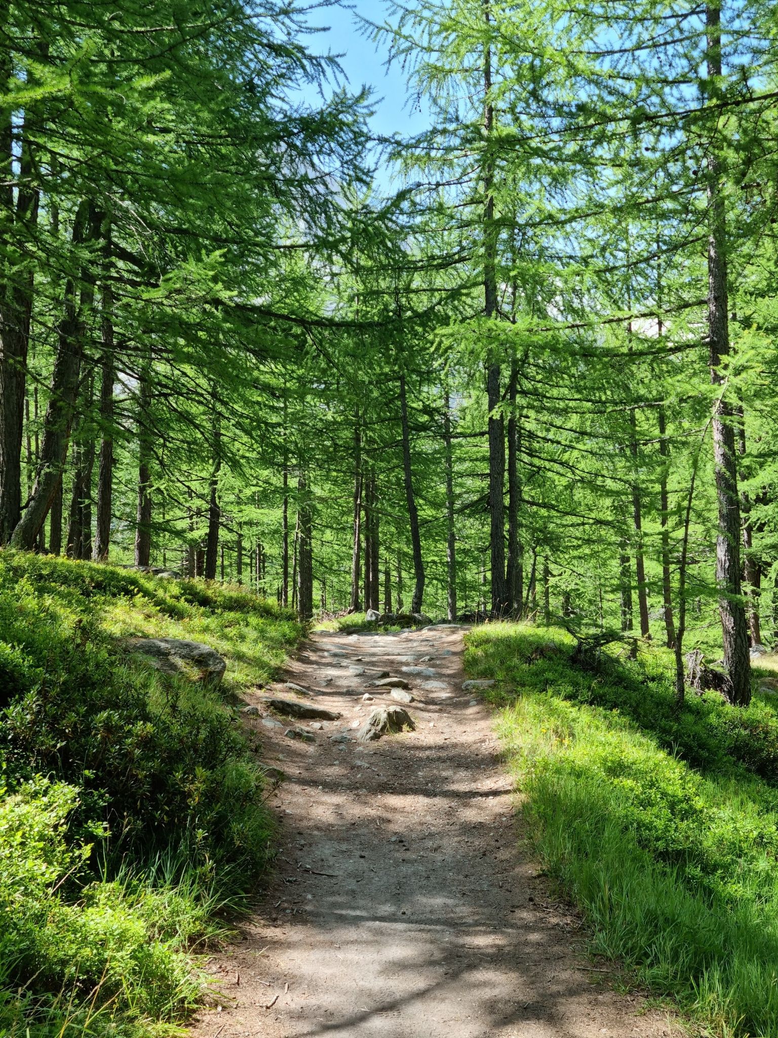 durch schönen Lärchenwald