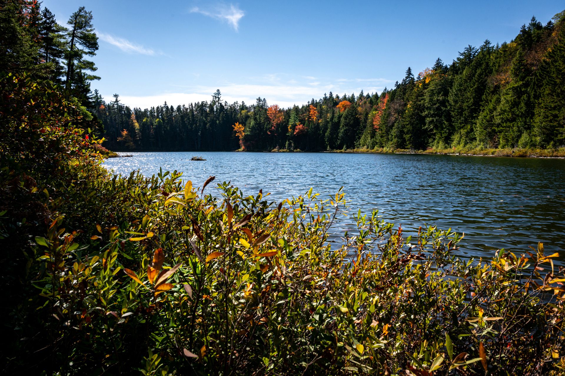 Sunny lake surrounded by vibrant autumn trees and green shoreline plants. - Lovequist Loop Trail